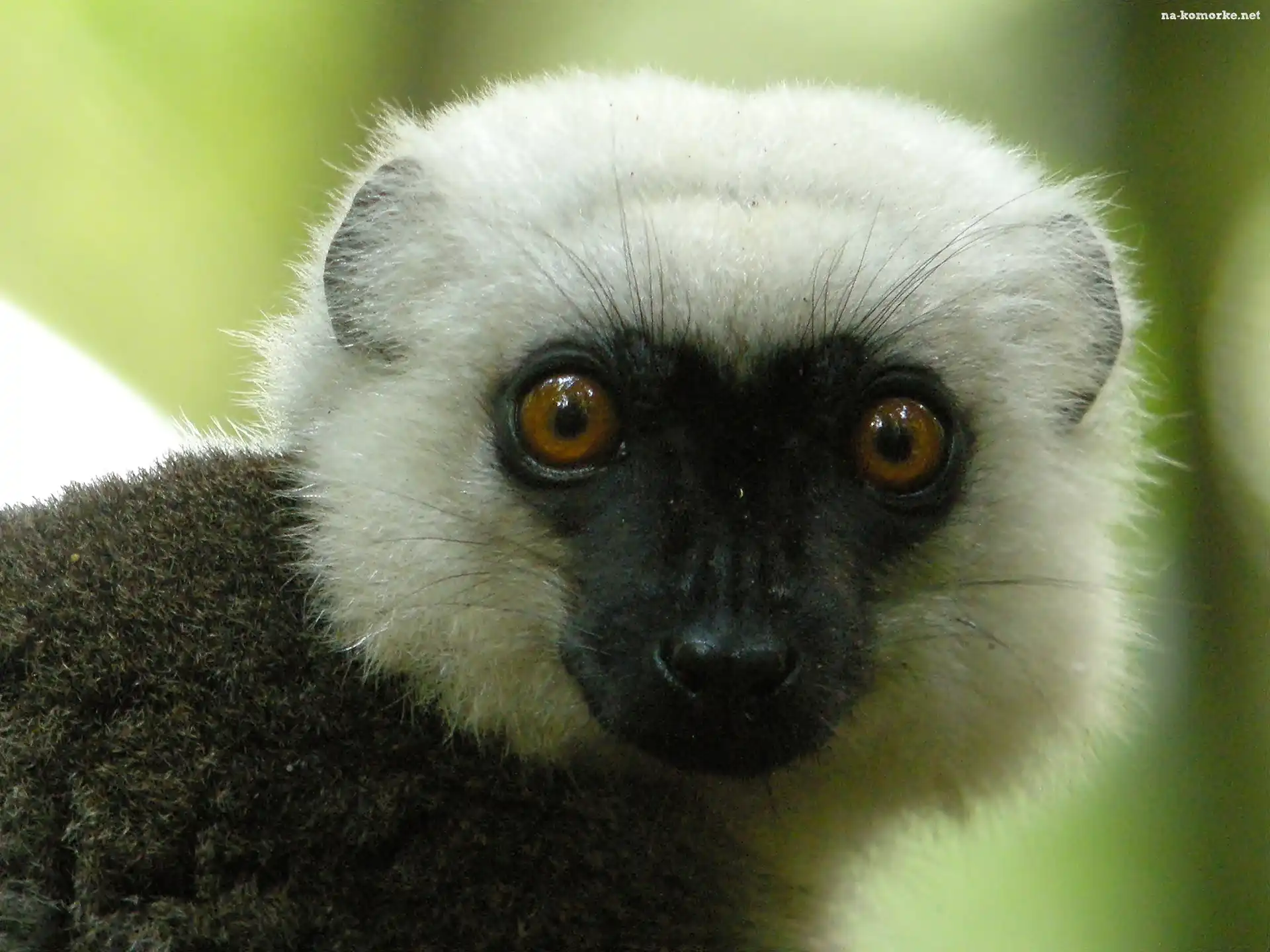 Lemur, Oczy, Sifaka, Głowa