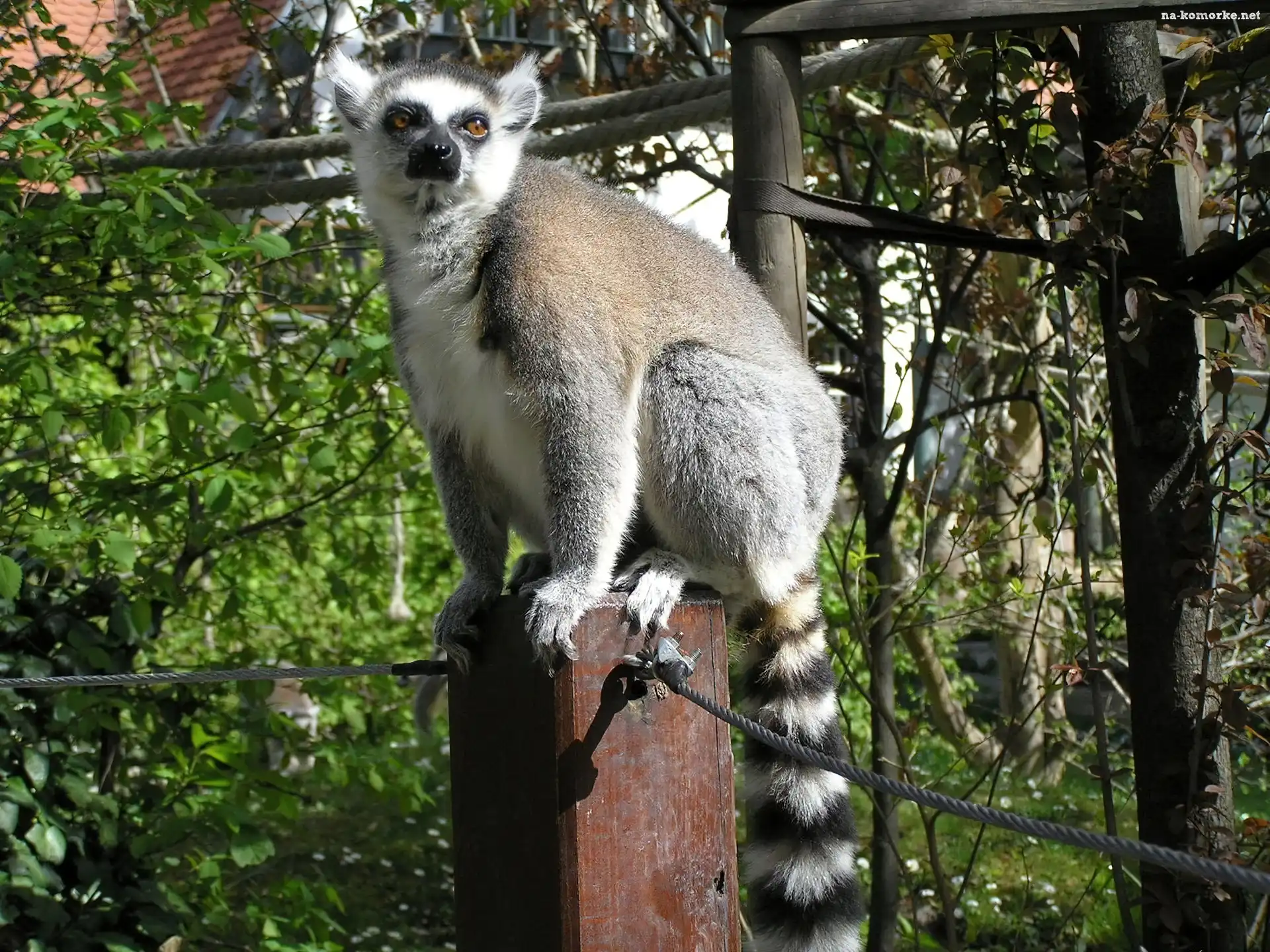 Lemur, Drzewa, Słupek, Liny