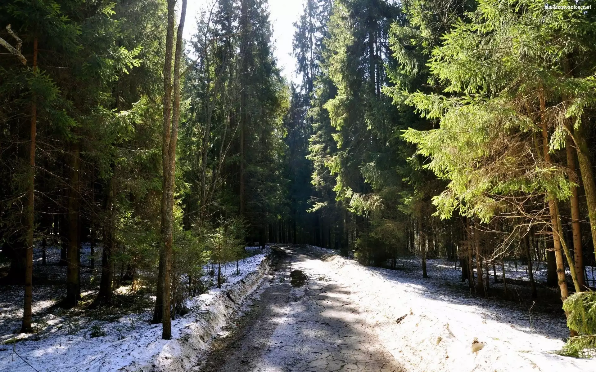 Śnieg, Drzewa, Leśna, Droga