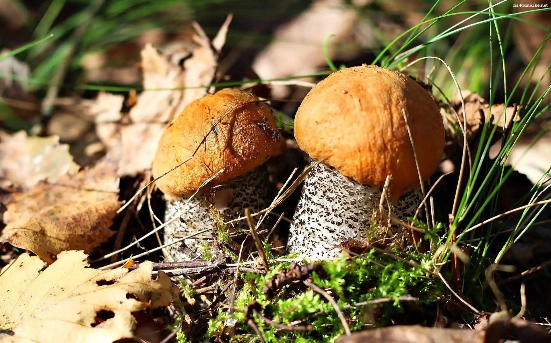 Leśna, Dwa, Grzyby, Kozaki, Ściółka