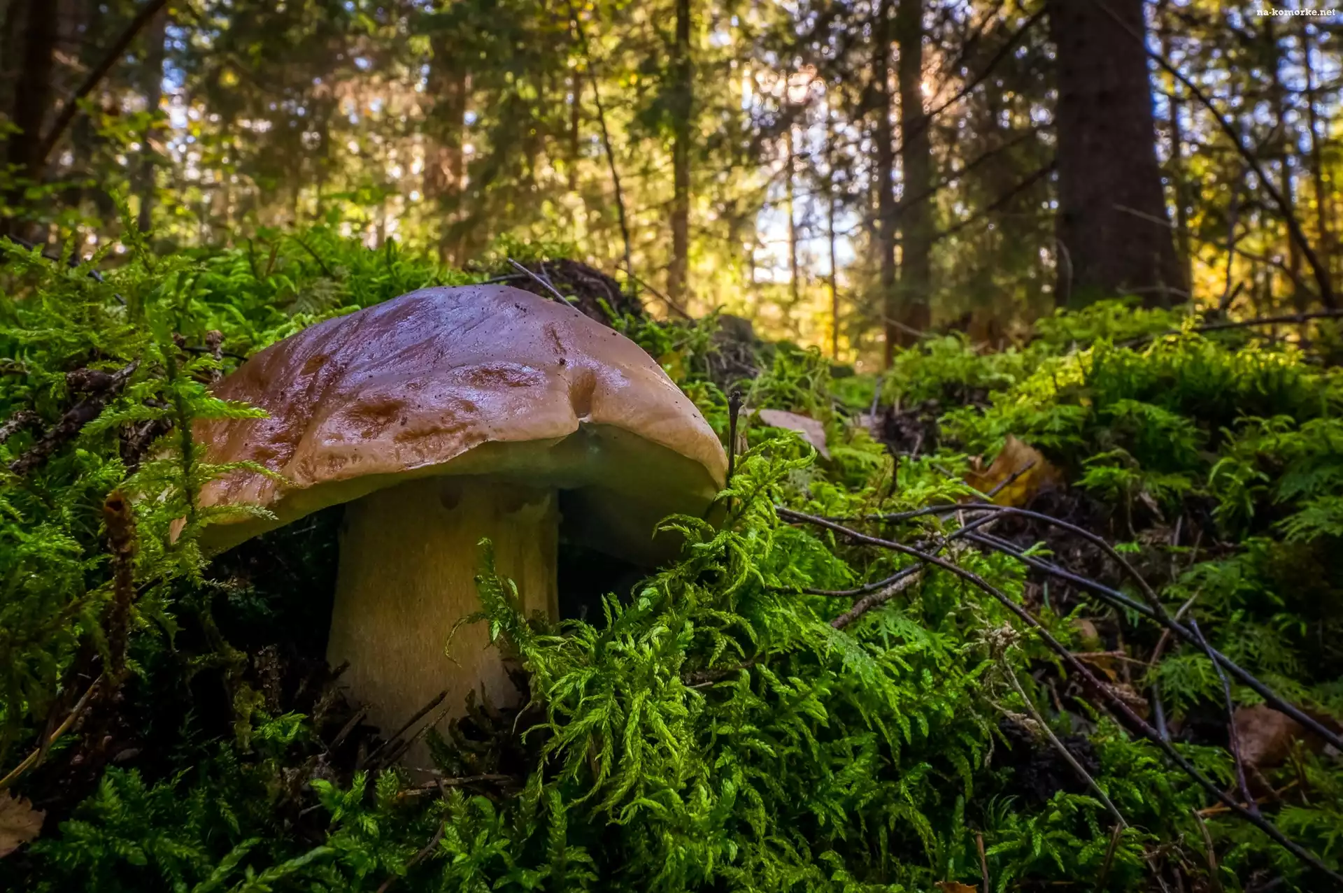 Leśna, Grzyb, Borowik, Las, Ściółka