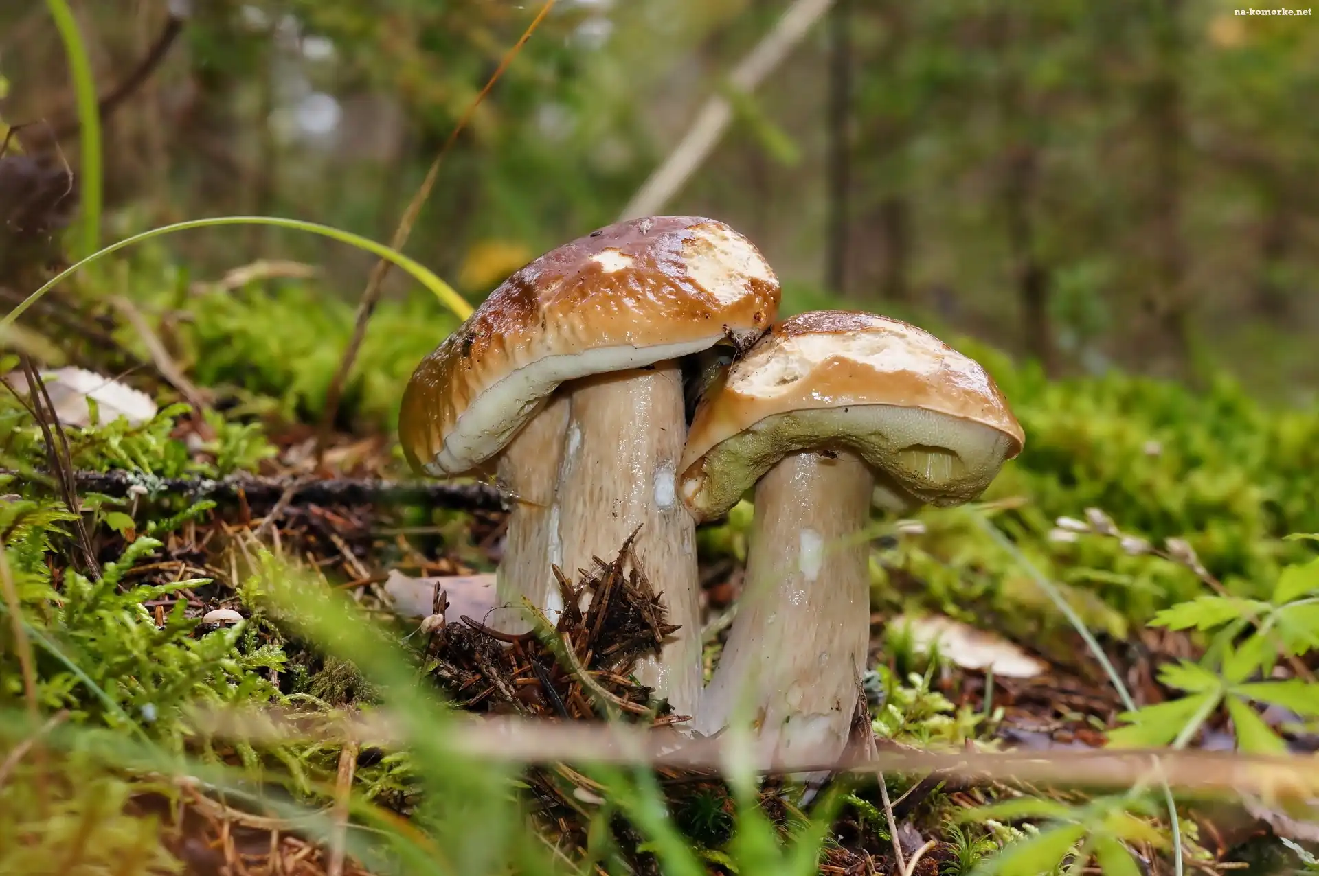 Leśna, Grzyby, Borowiki, Las, Ściółka