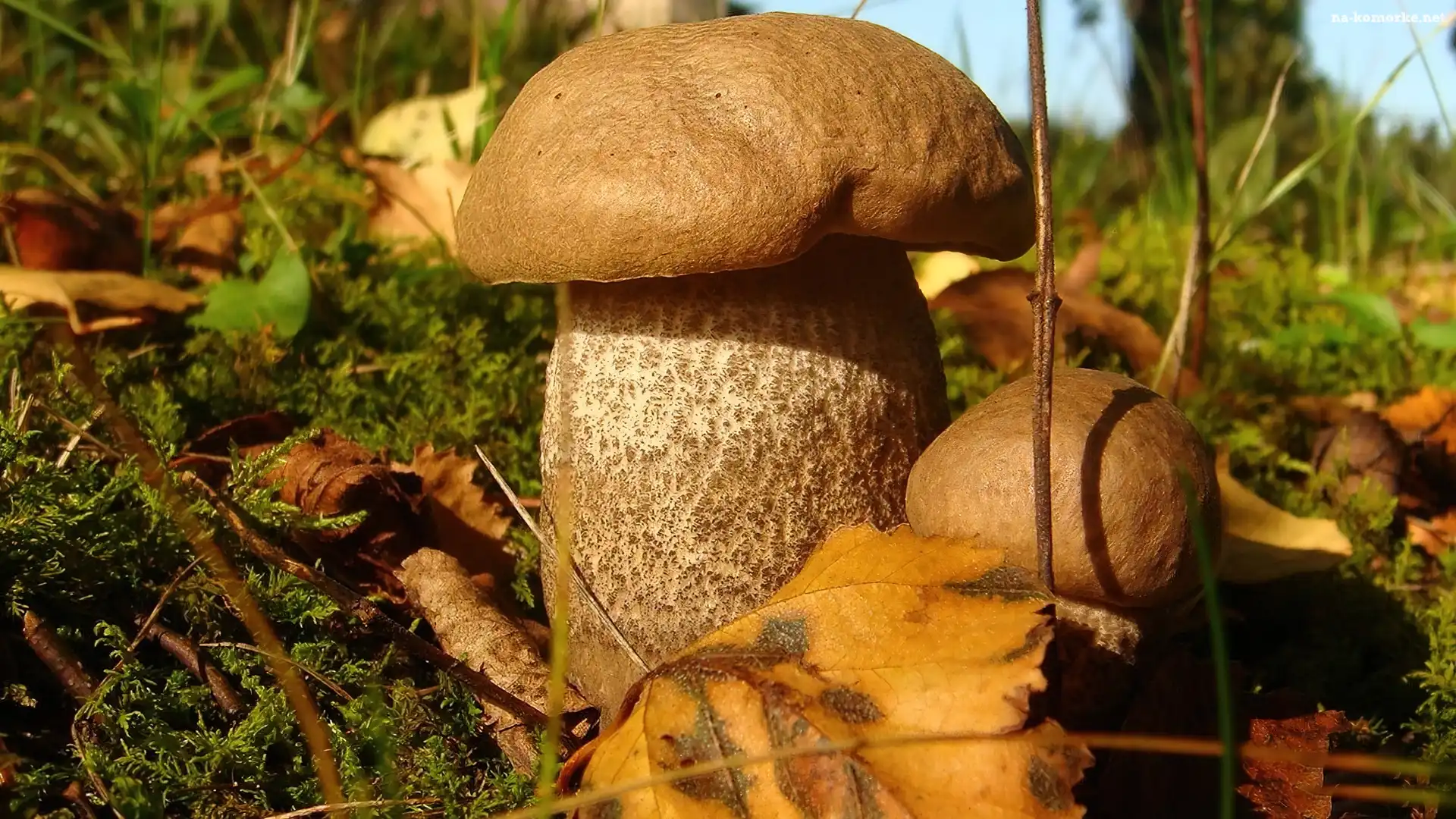 Leśne, Dorodne, Grzybki, Kapelusz, Runo