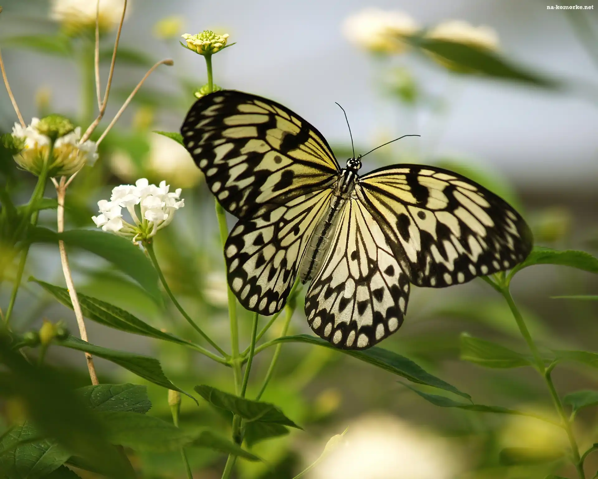 Leuconoe, Polne, Kwiatuszki, Motyl, Idea