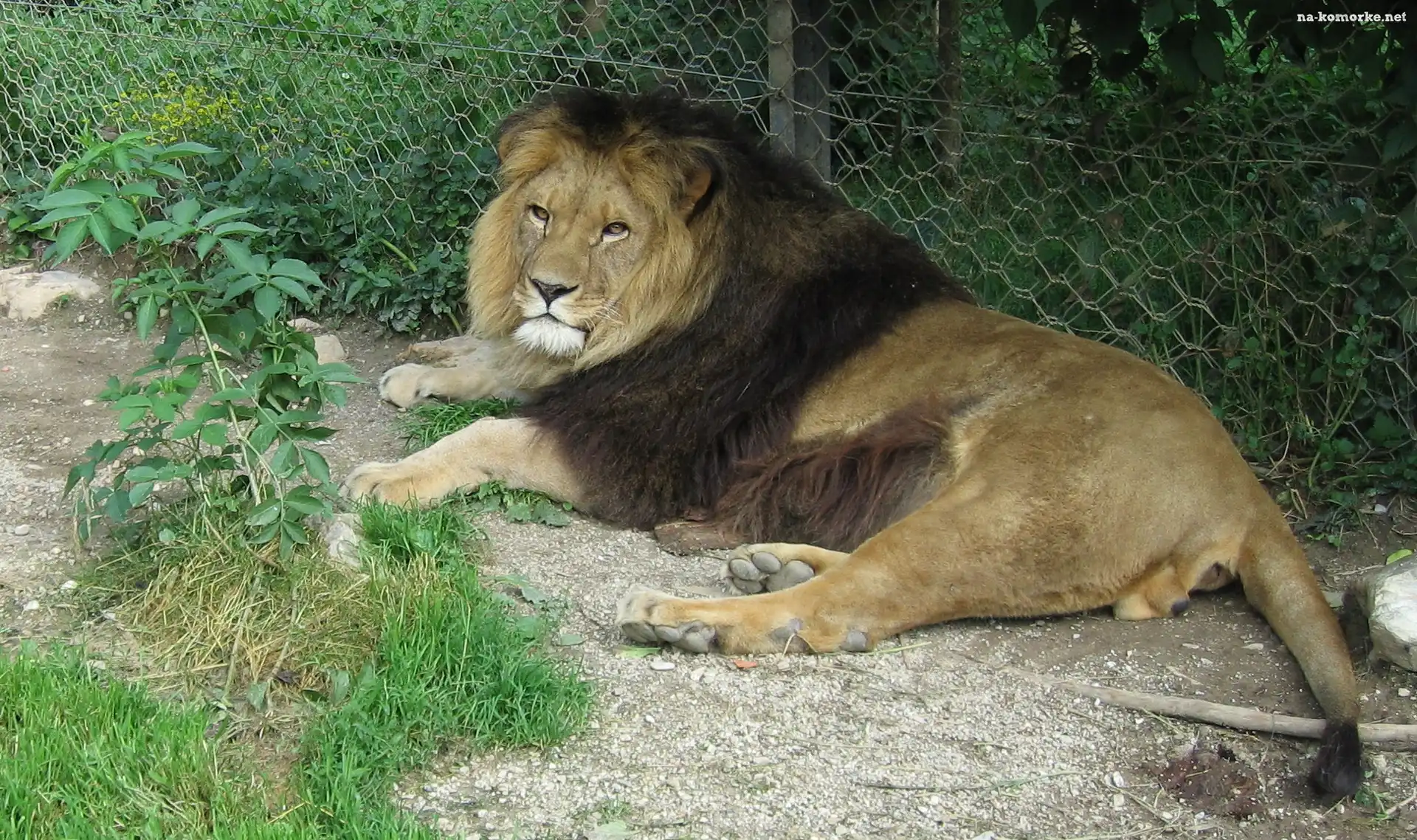 Lew, ZOO