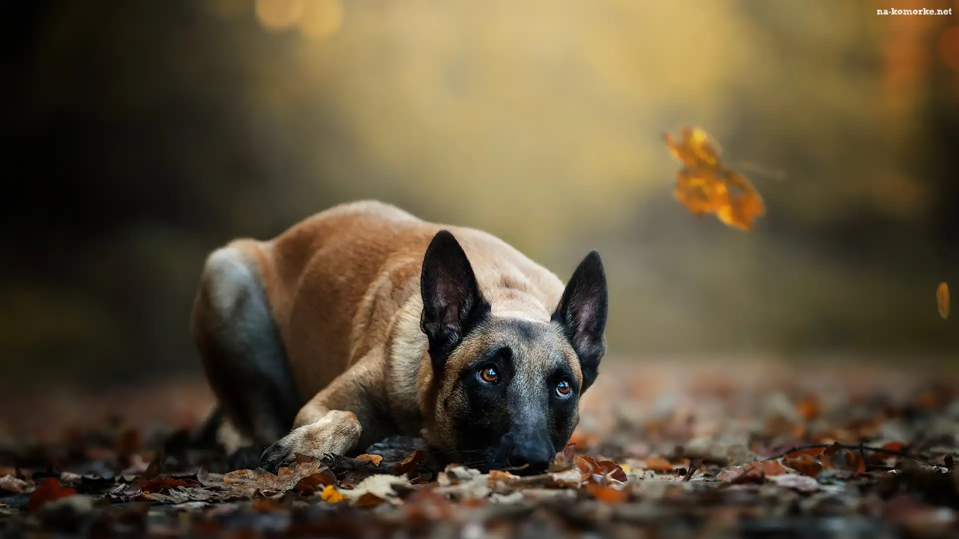 Leżący, Liście, Pies, Owczarek belgijski Malinois