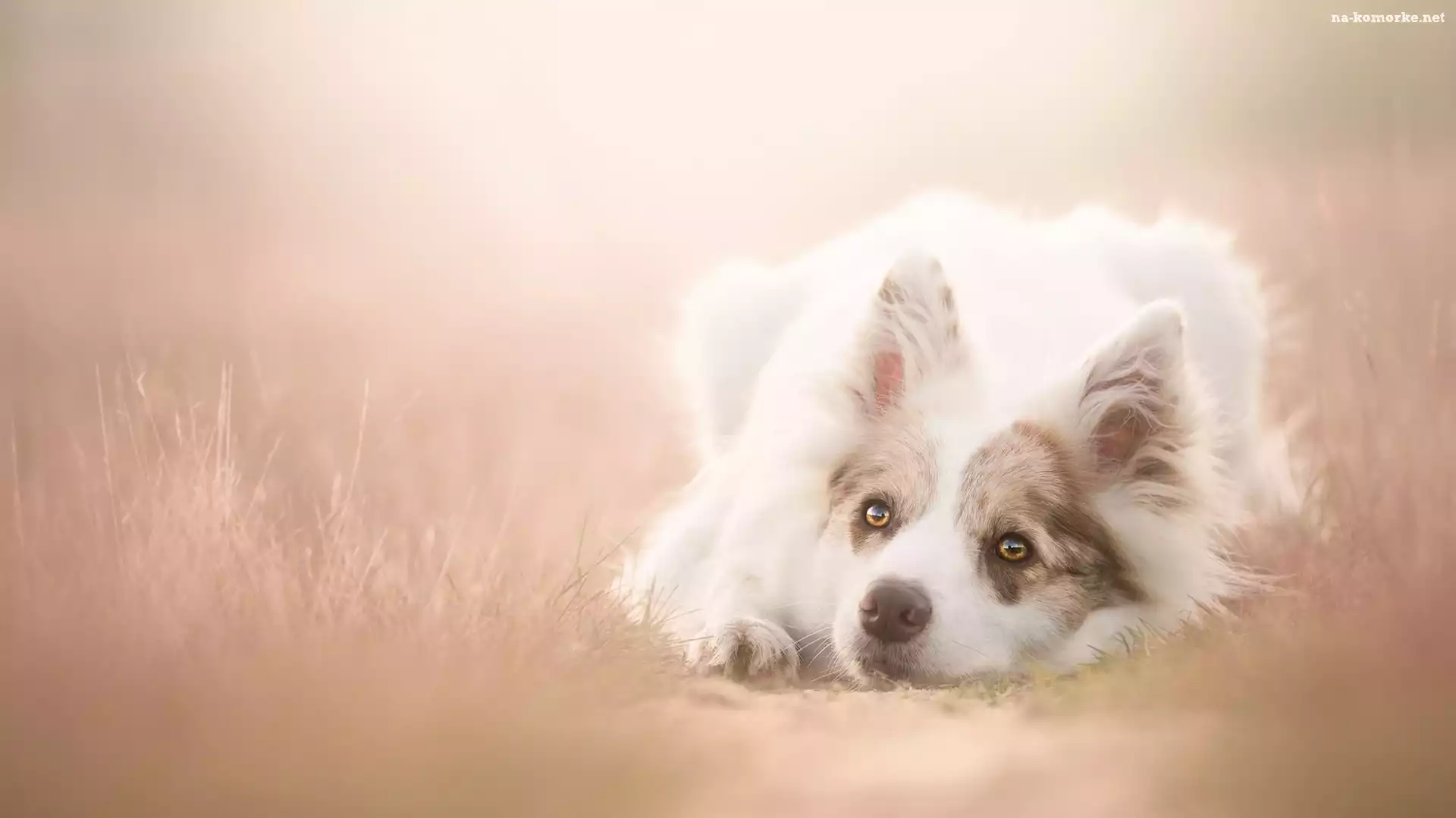 Leżący, Tło, Border collie, Rozmyte
