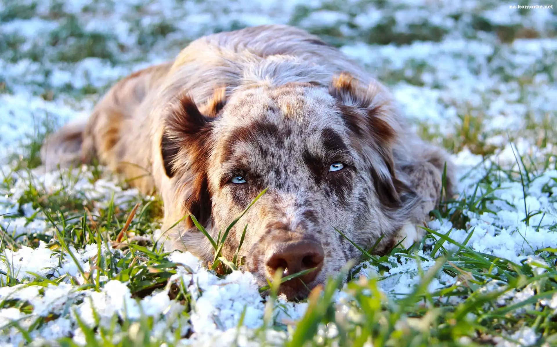 Trawa, Leżący, Owczarek australijski, Australian shepherd, Śnieg