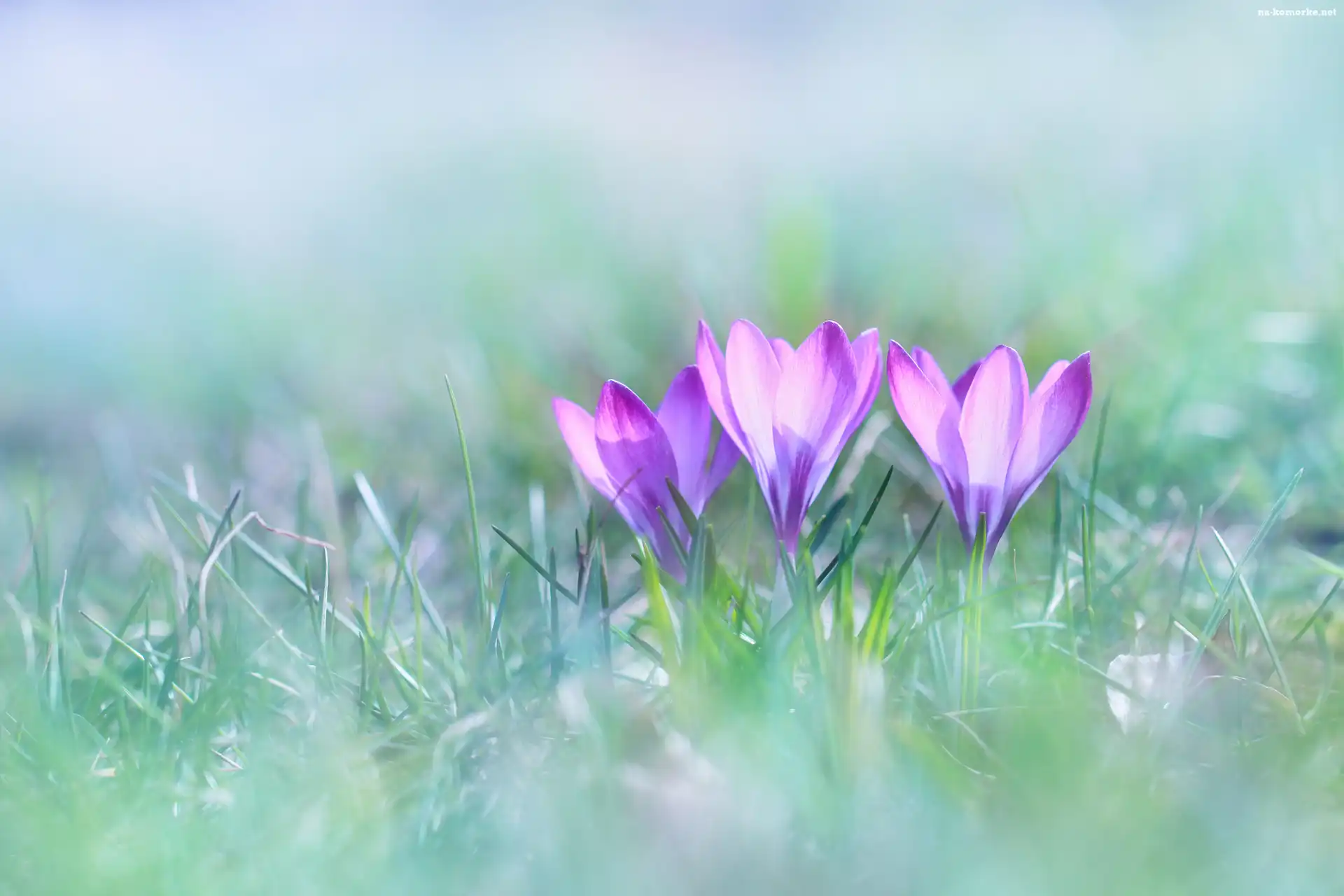 Krokusy, Liliowe, Kwiaty