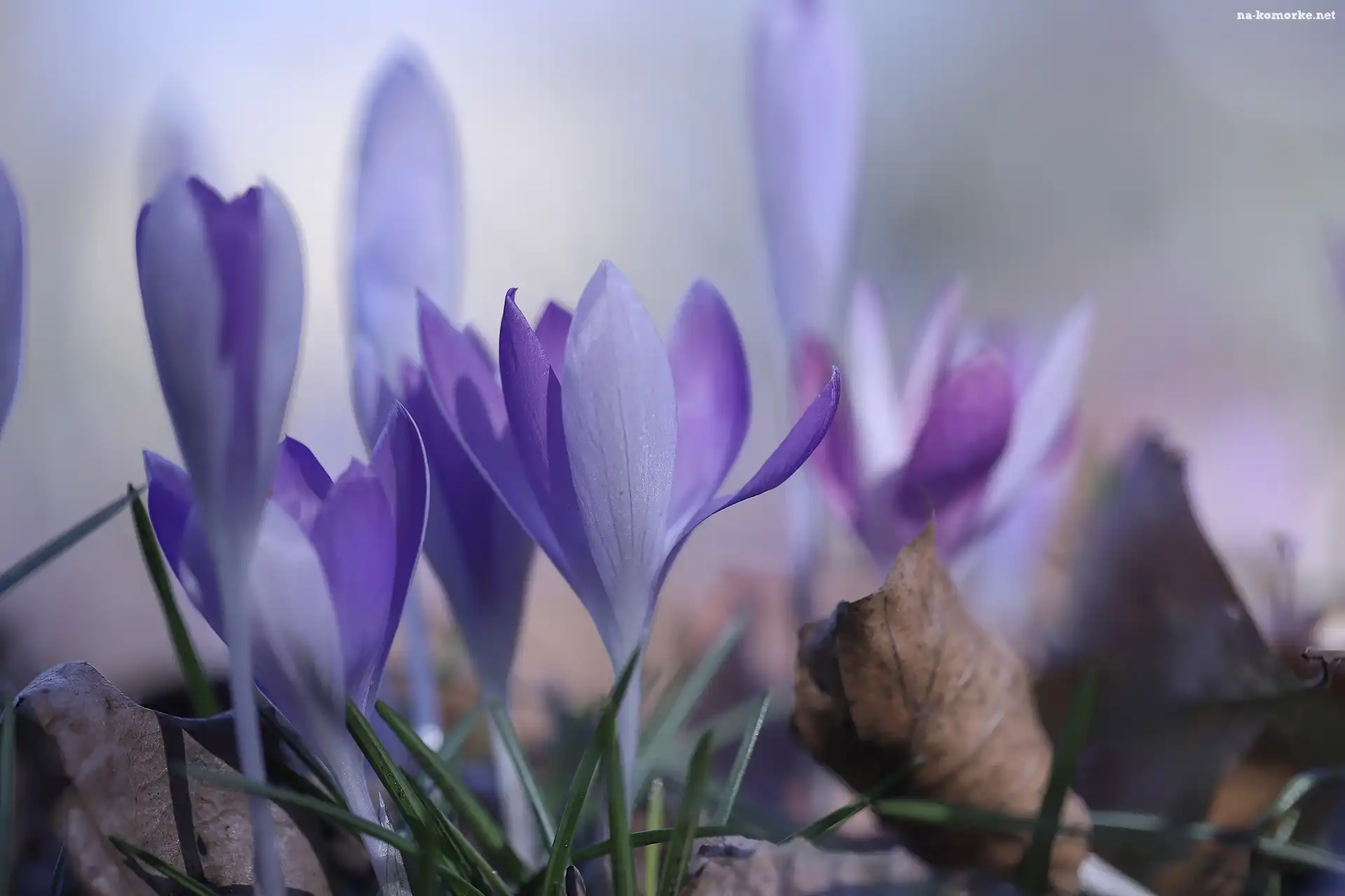 Liliowe, Krokusy, Kwiaty