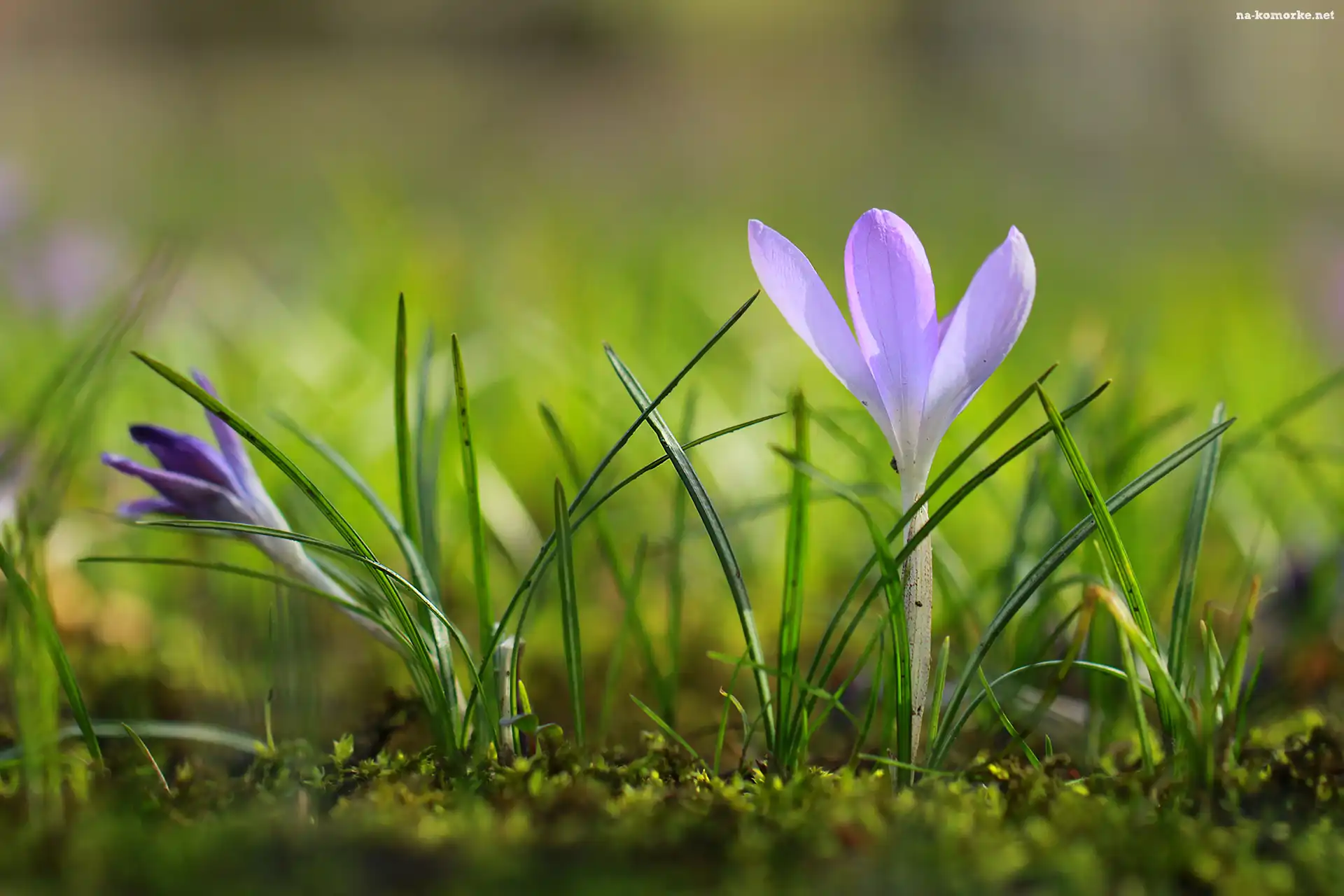 Krokus, Liliowy, Kwiat