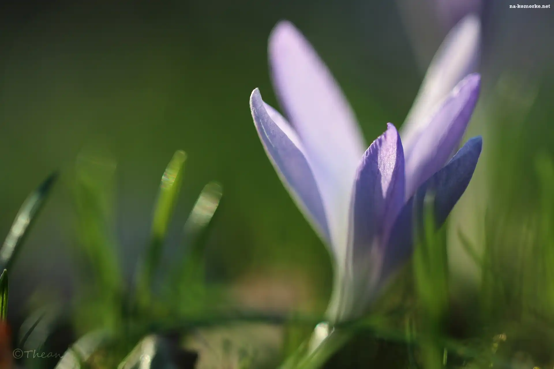Liliowy, Wiosna, Krokus, Kwiat