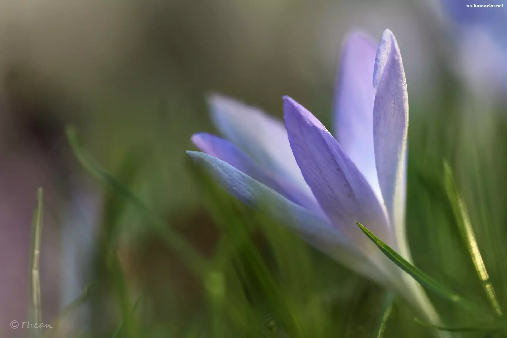 Liliowy, Wiosna, Krokus, Kwiat