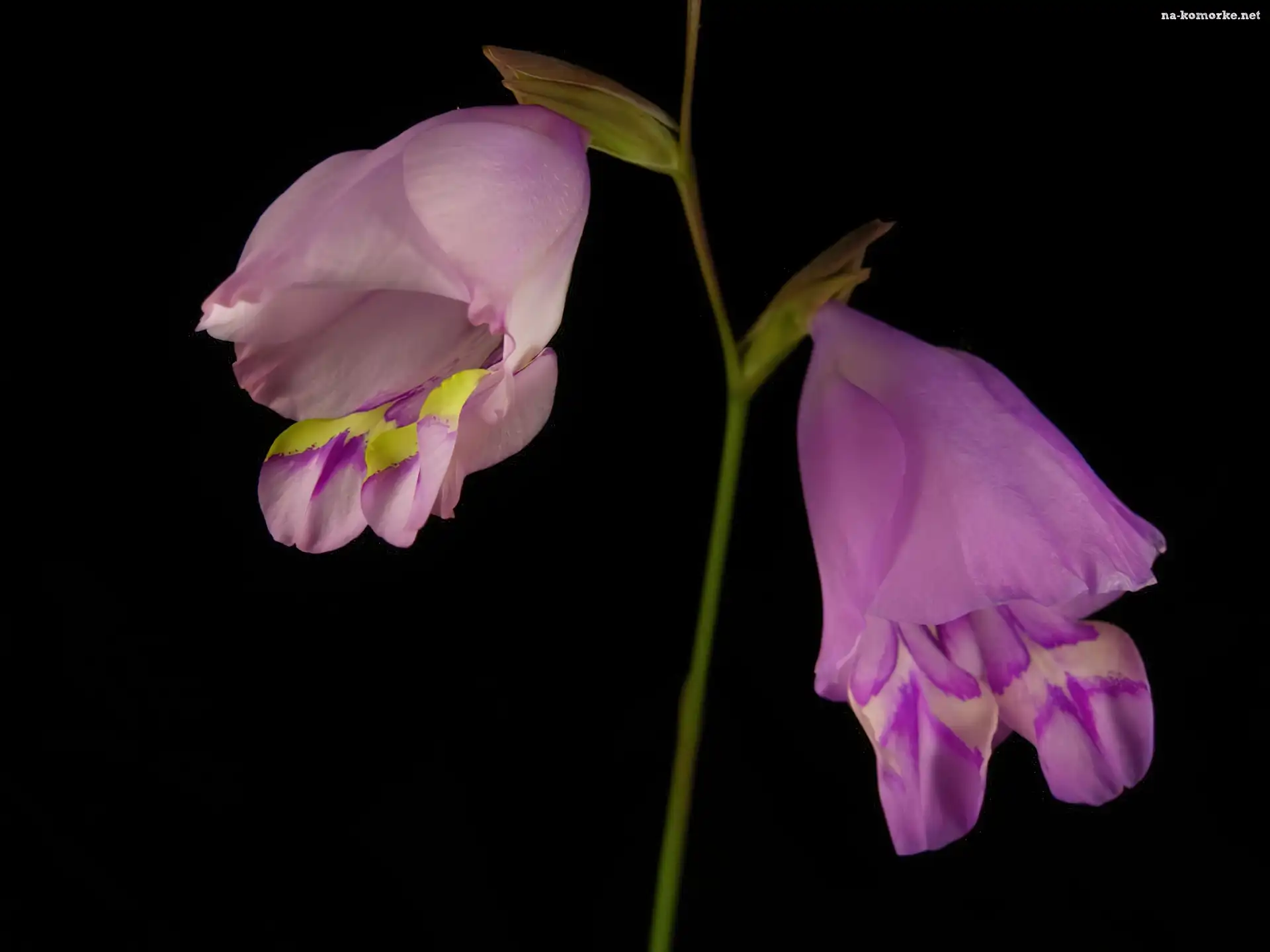 Liliowy, Mieczyk