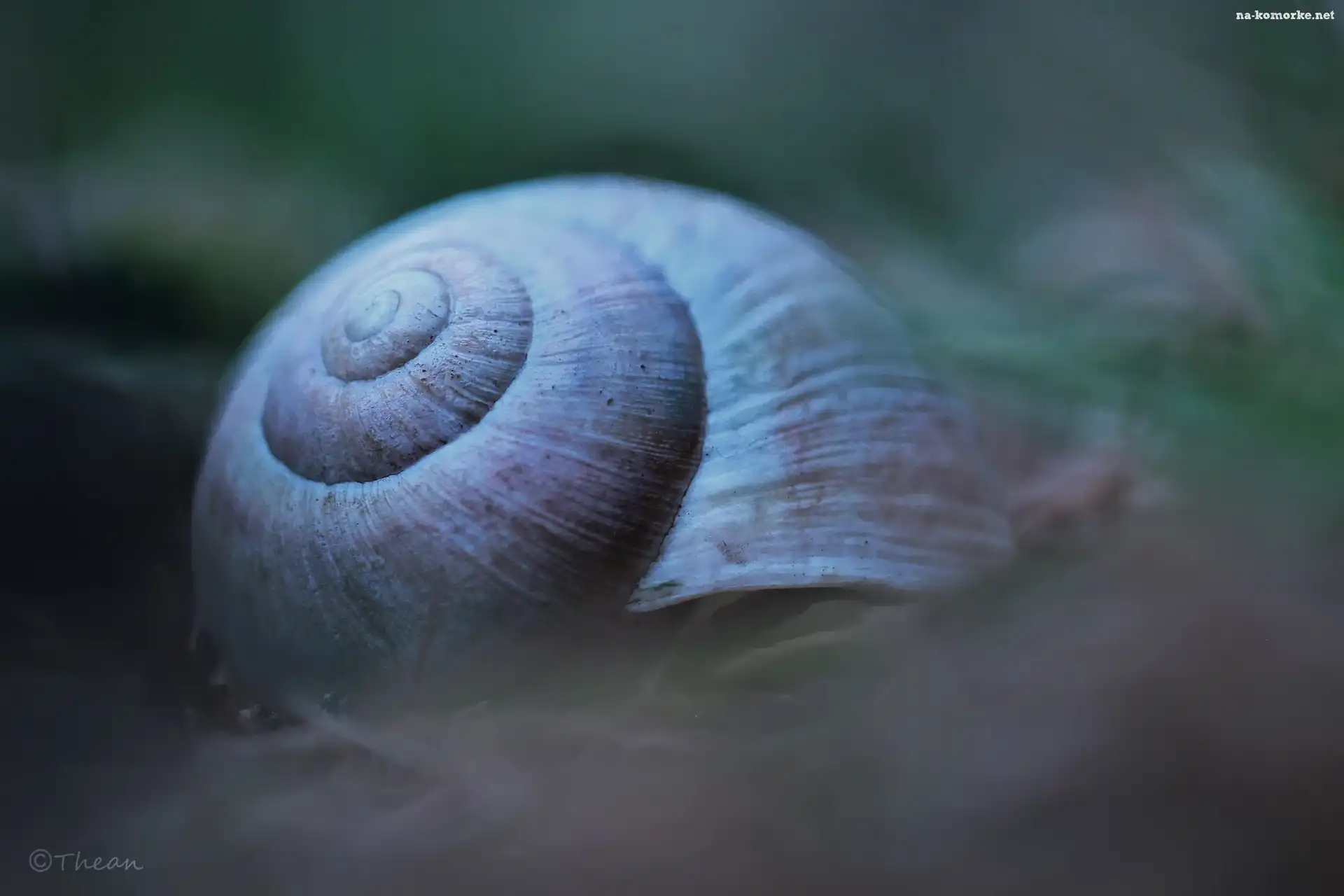 Muszla, Åšlimaka, Makro