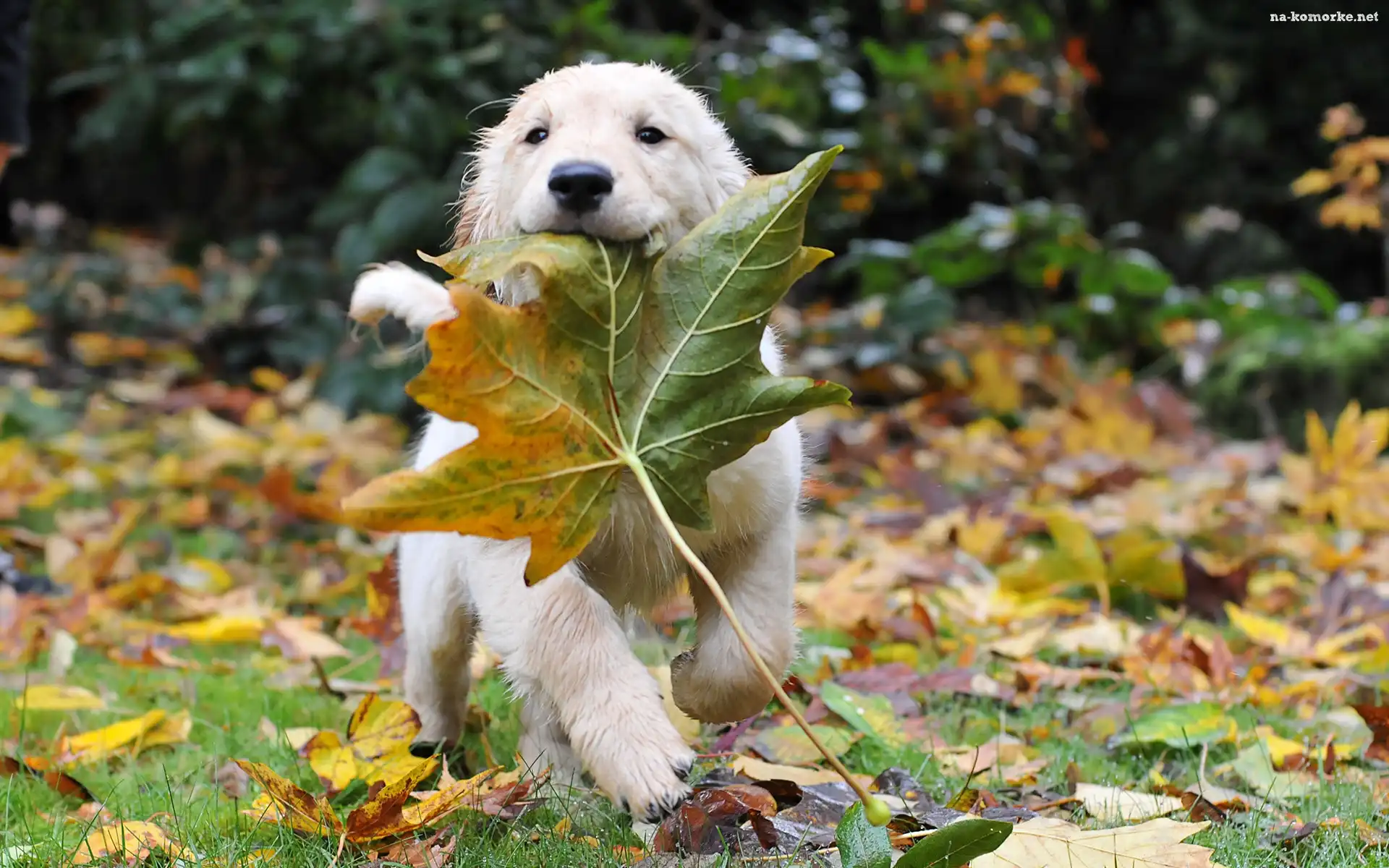 Liść, Klonu, Golden Retriever
