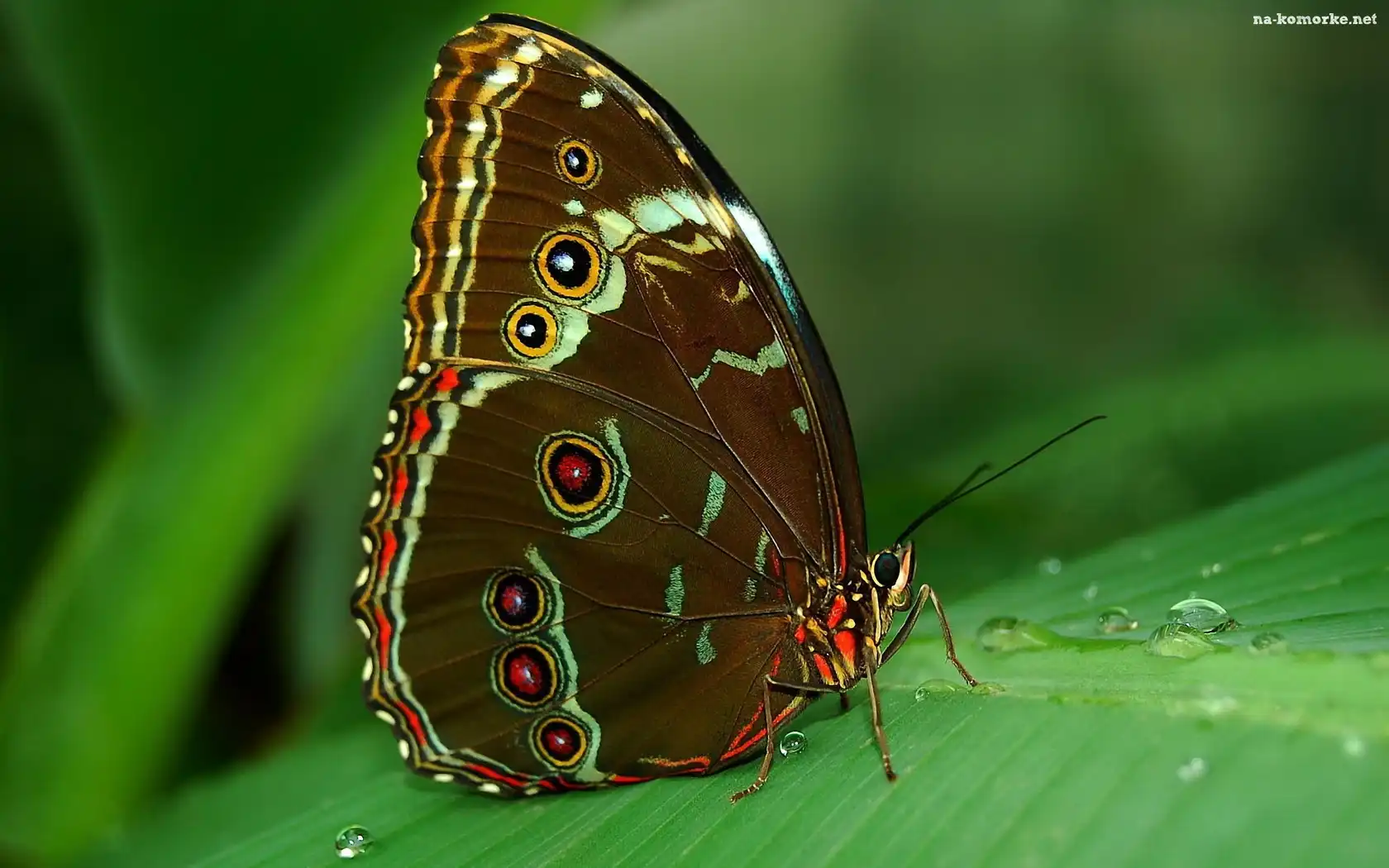 Motyl, Liść, Rosa