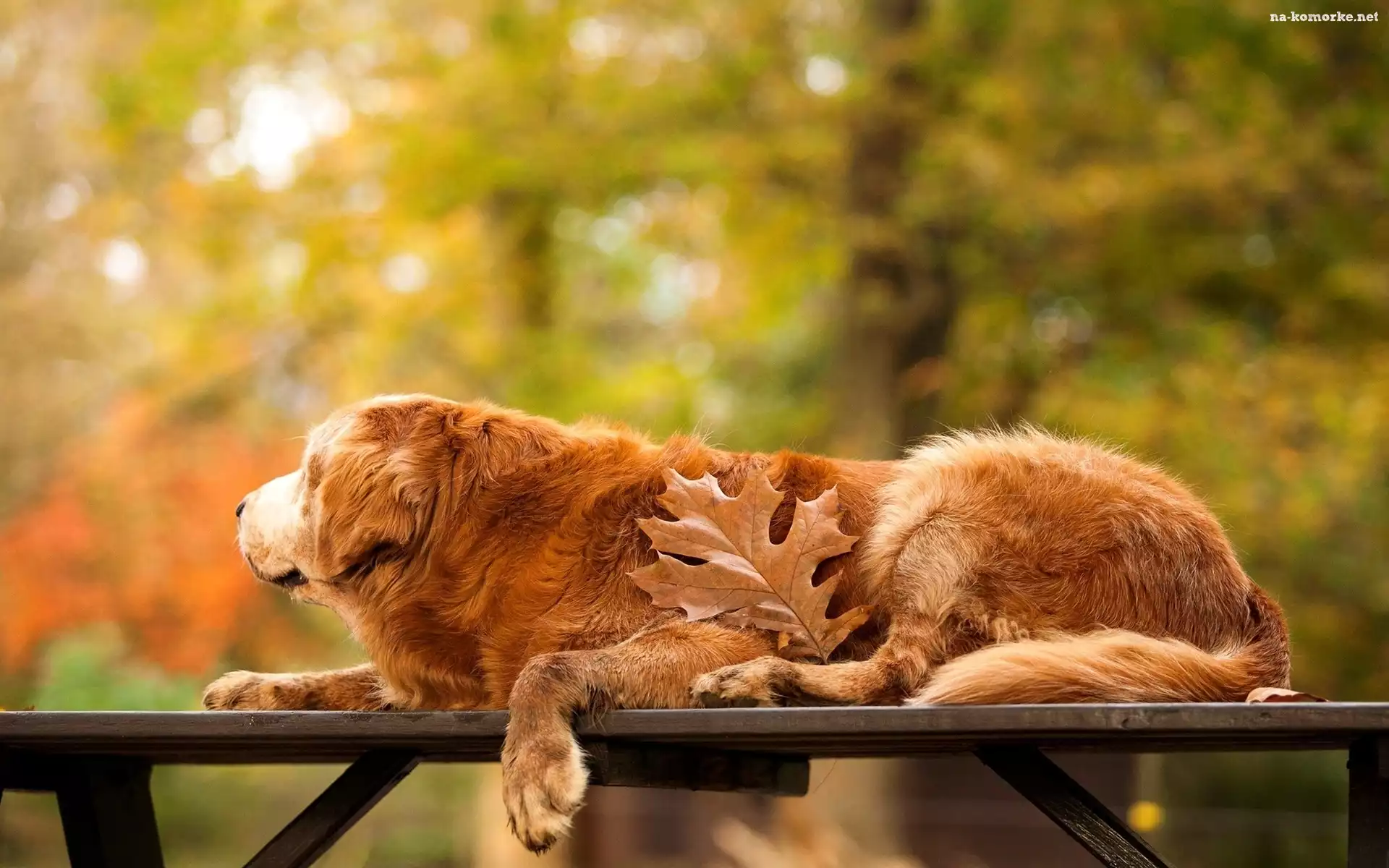 Liść, Golden, Retriever, Park, Ławka