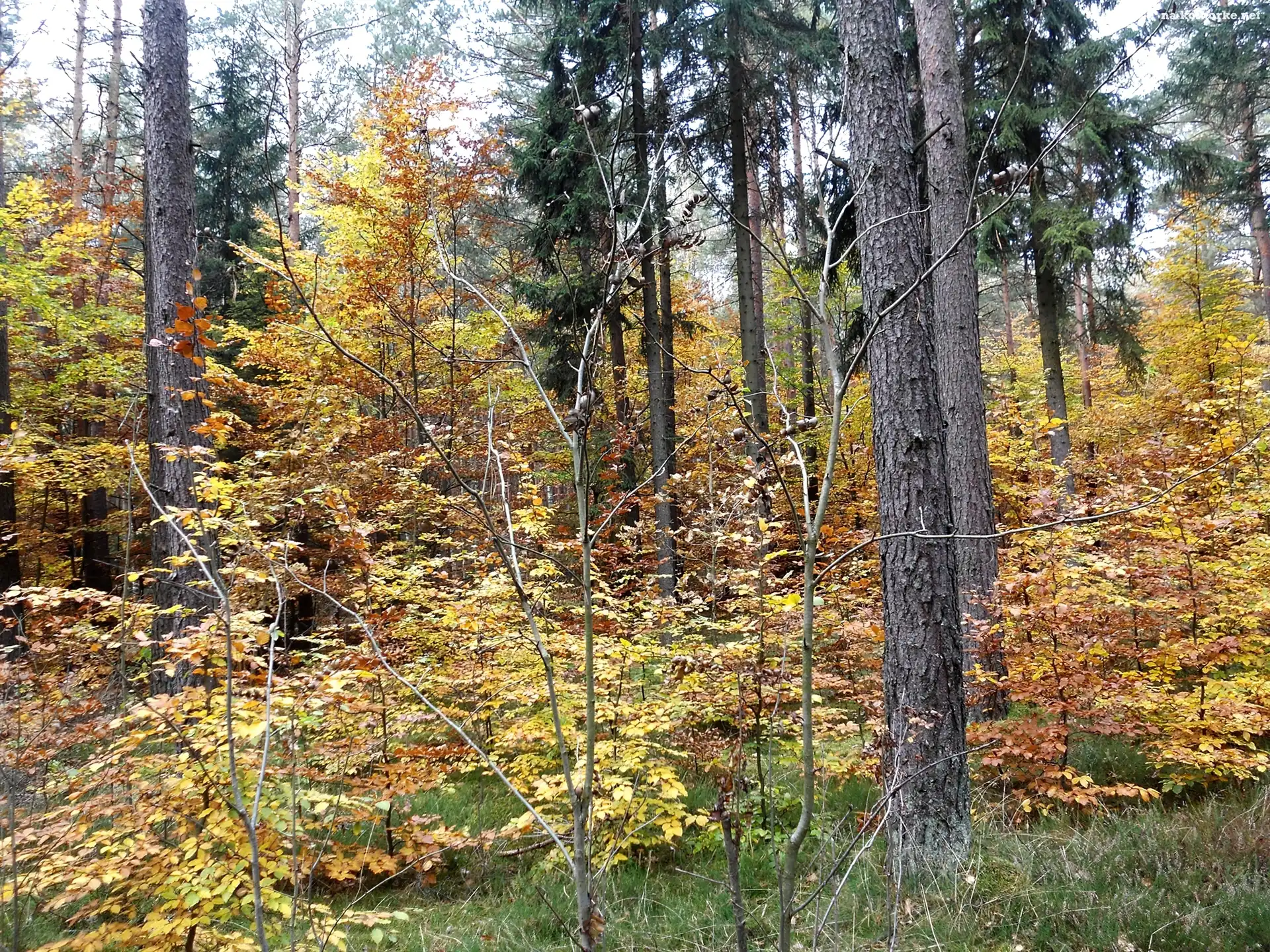 Liście, Las, Jesień, Drzewa, Żółte
