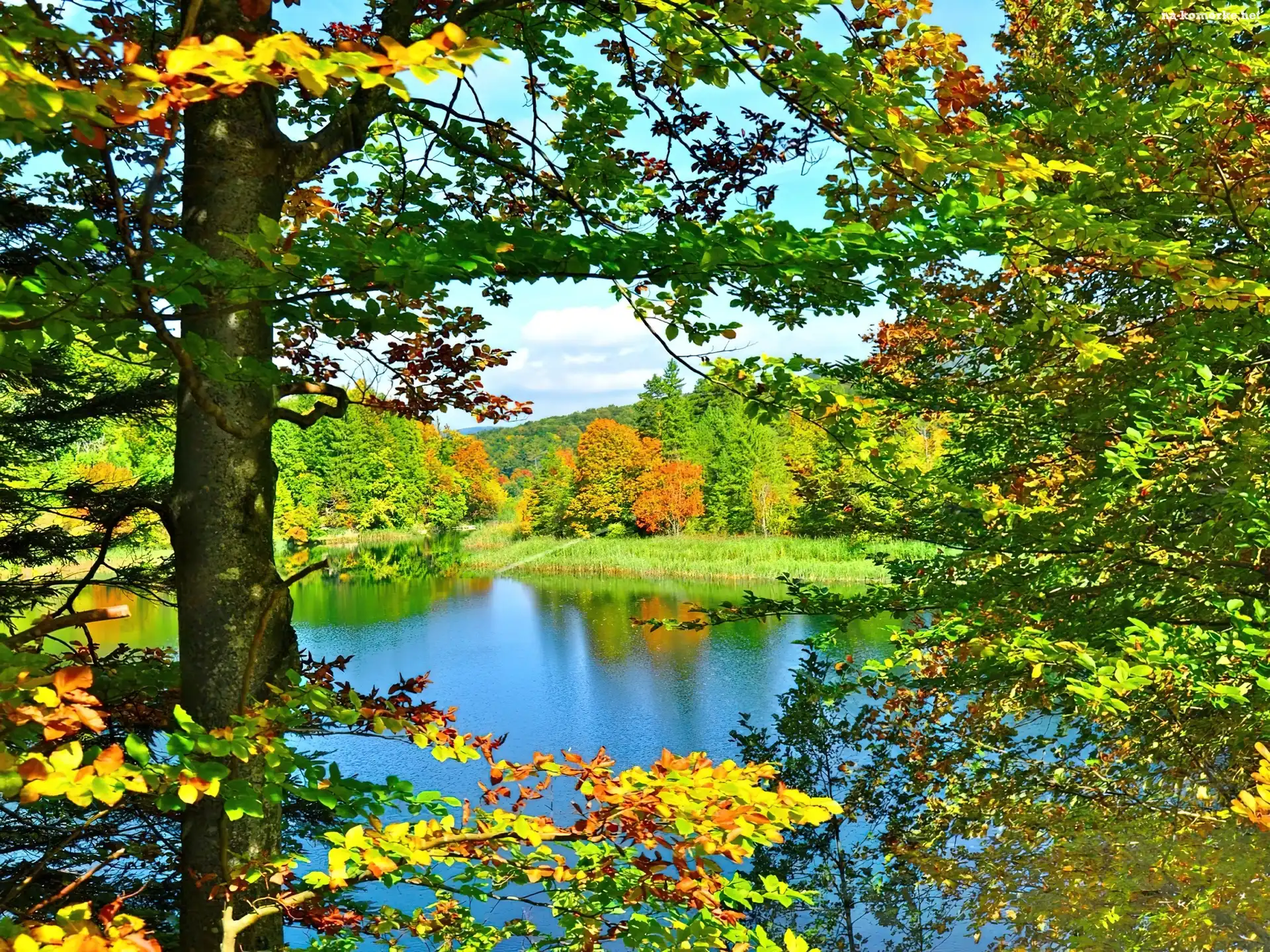 Liście, Jesień, Jezioro, Drzewa, Kolorowe
