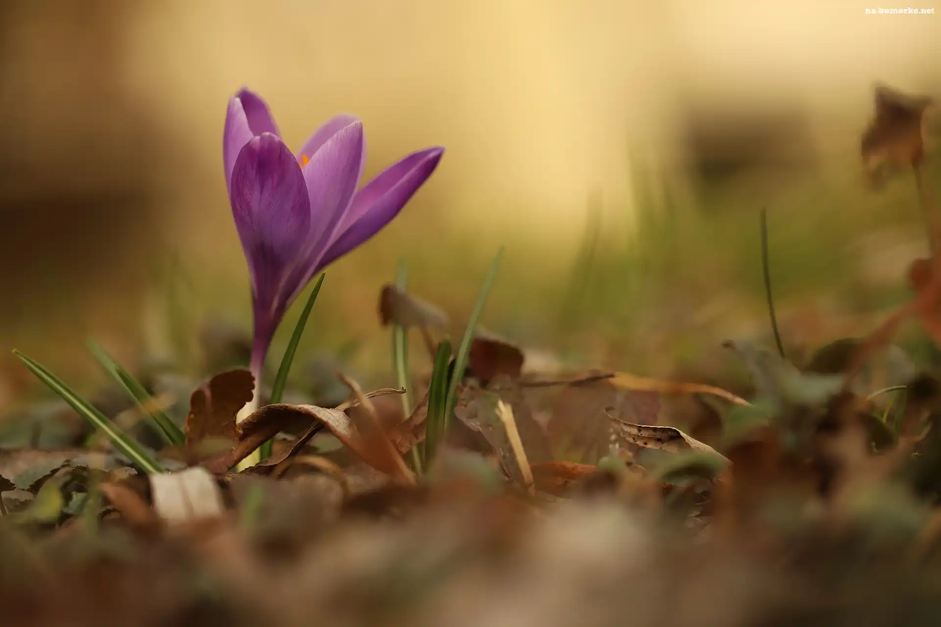 Liście, Kwiat, Fioletowy, Krokus, Suche