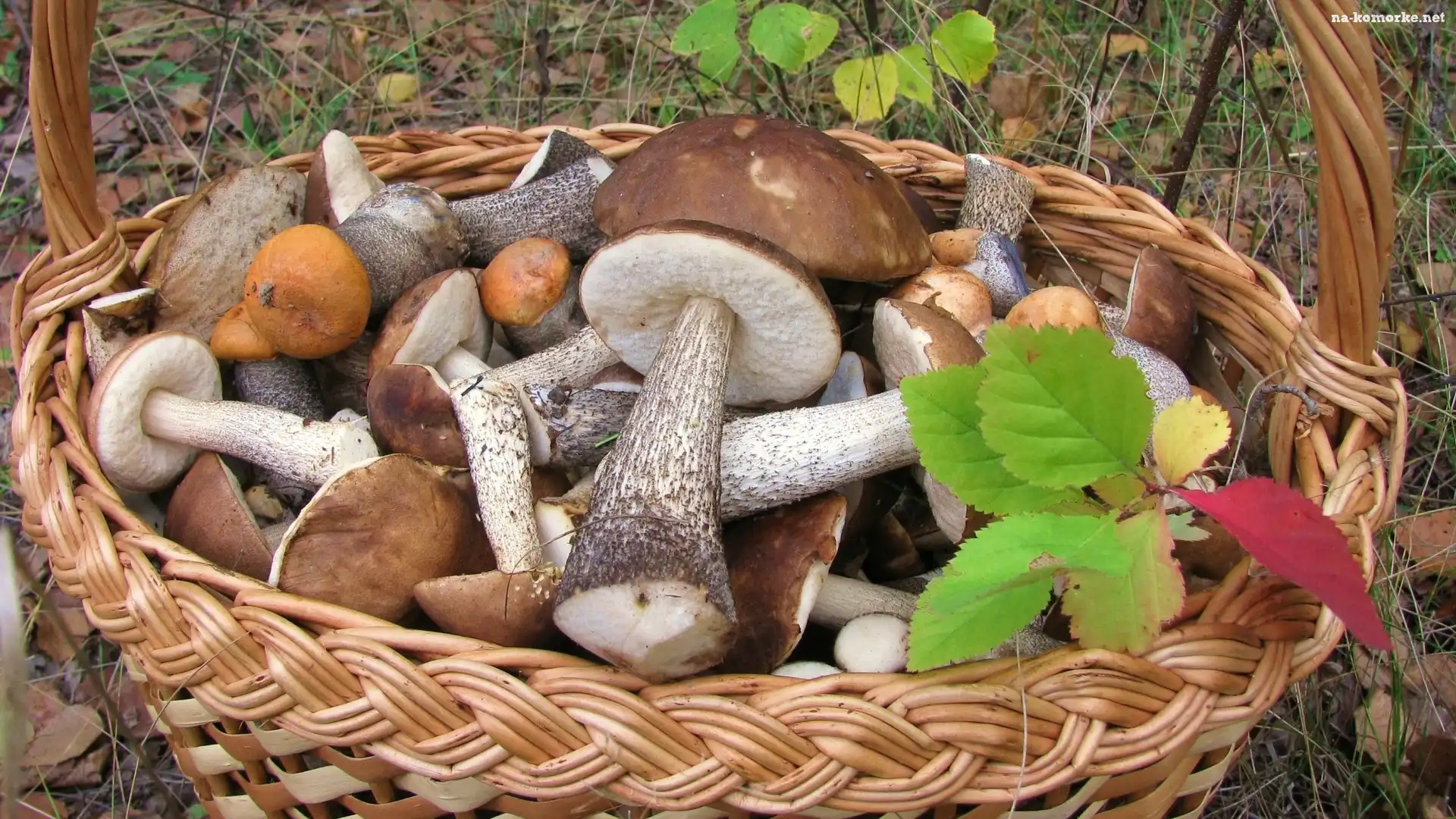 liście, Kosz, Grzybów, Las, Jesienne