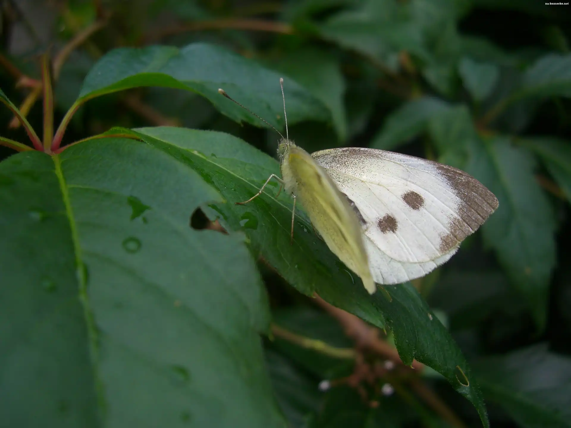 Liście, Bielinek, Kapustnik, Motyl, Winobluszcz