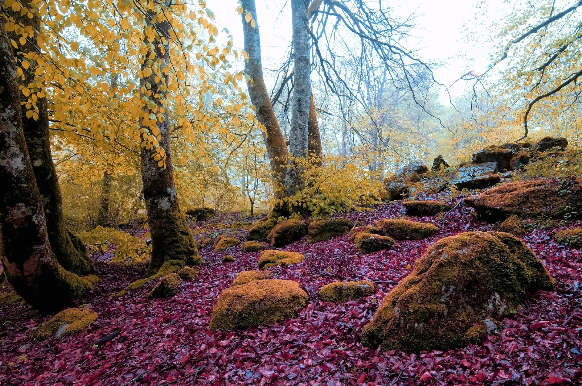 Liście, Jesień, Las, Omszone, Kamienie