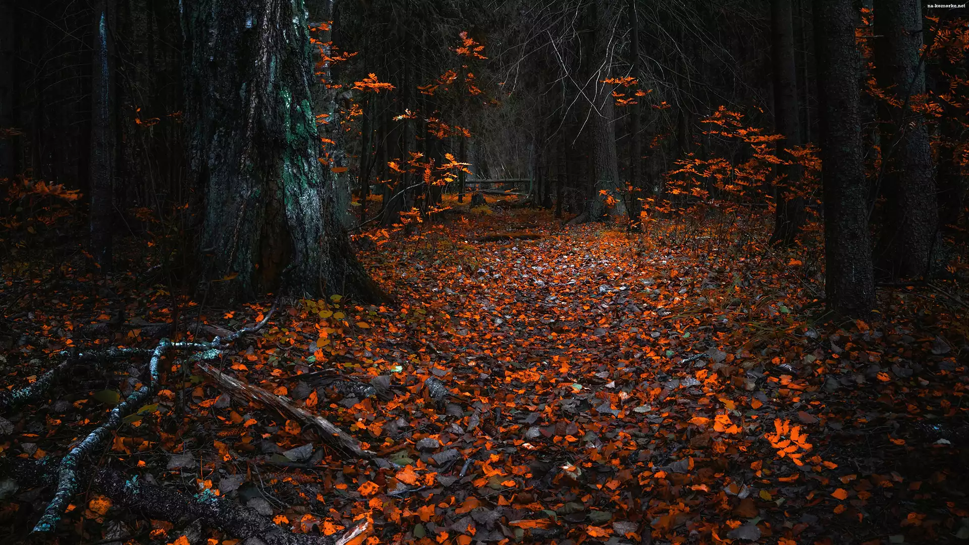 Liście, Drzewa, Las, Jesień, Opadłe, Ścieżka