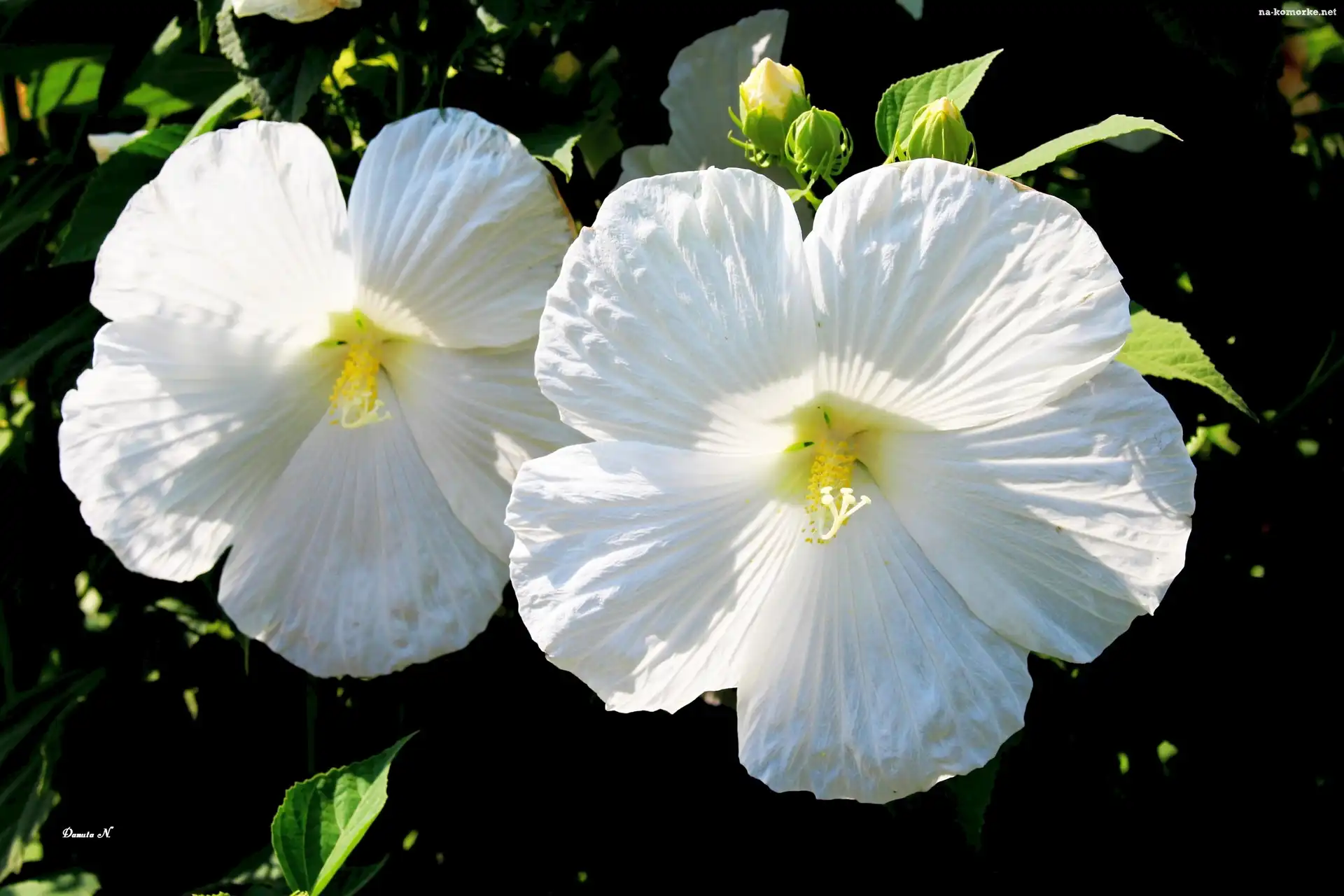 Liście, Biały, Hibiskus, Ogród, Pąki, Lato