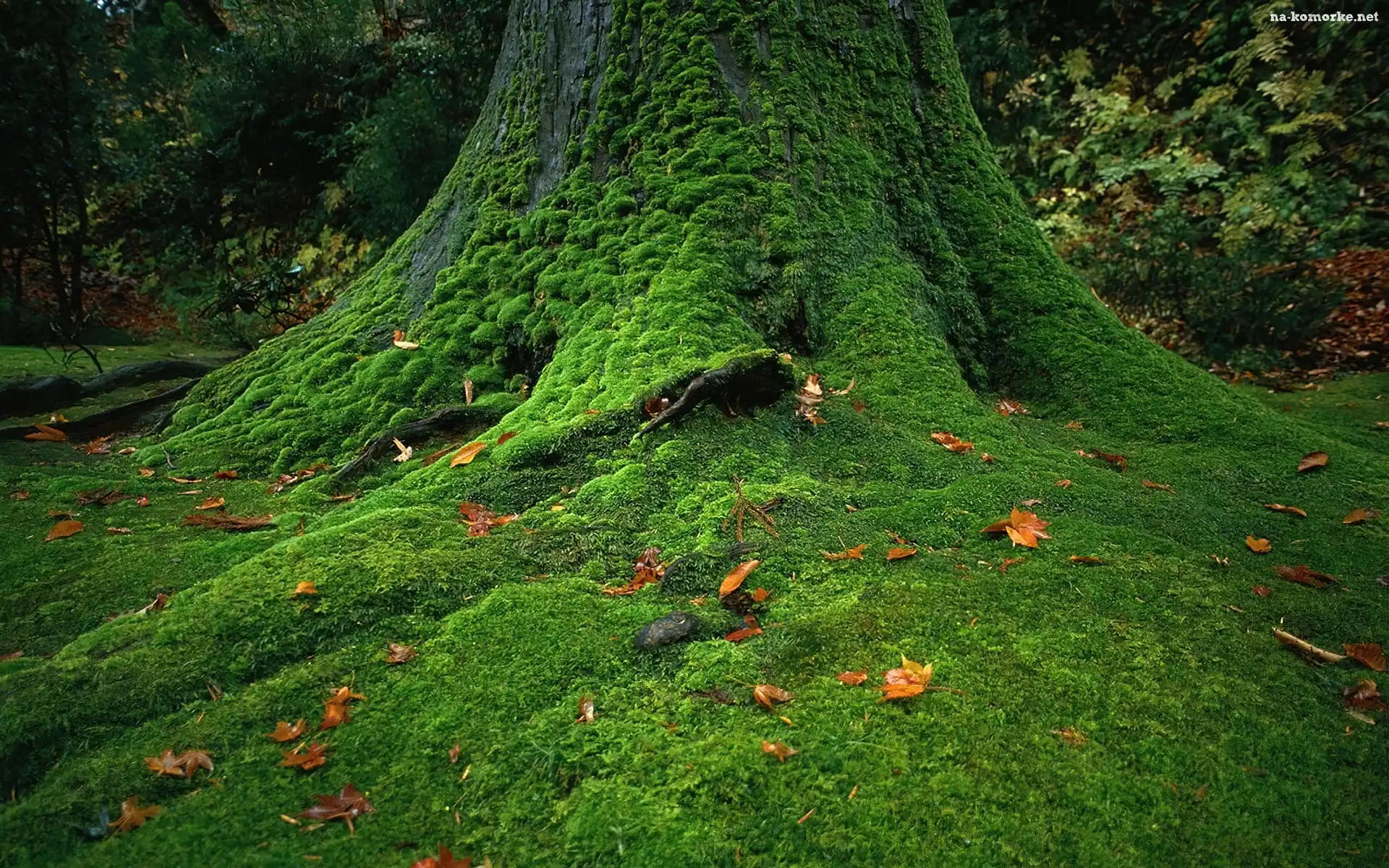 Liście, Pień, Drzewa, Pokryty, Mchem