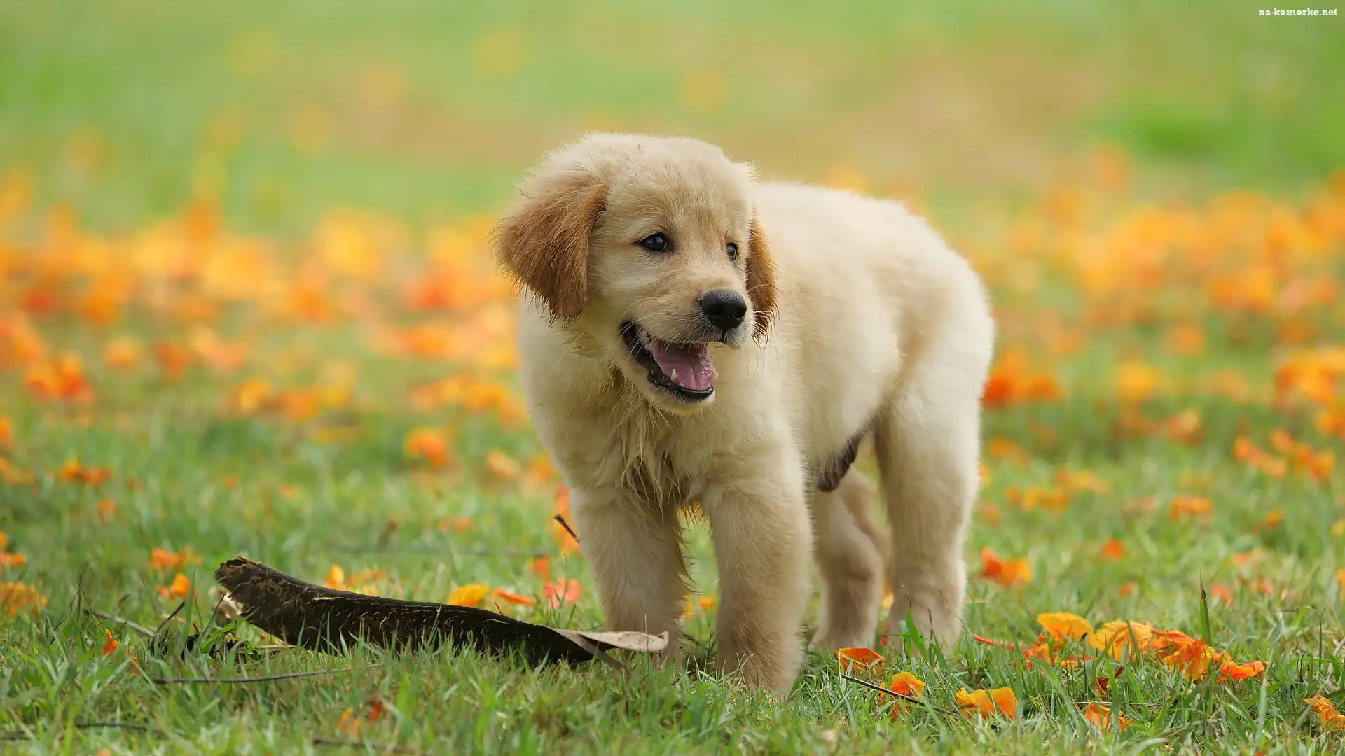 Liście, Pies, Szczeniak, Golden retriever, Łąka