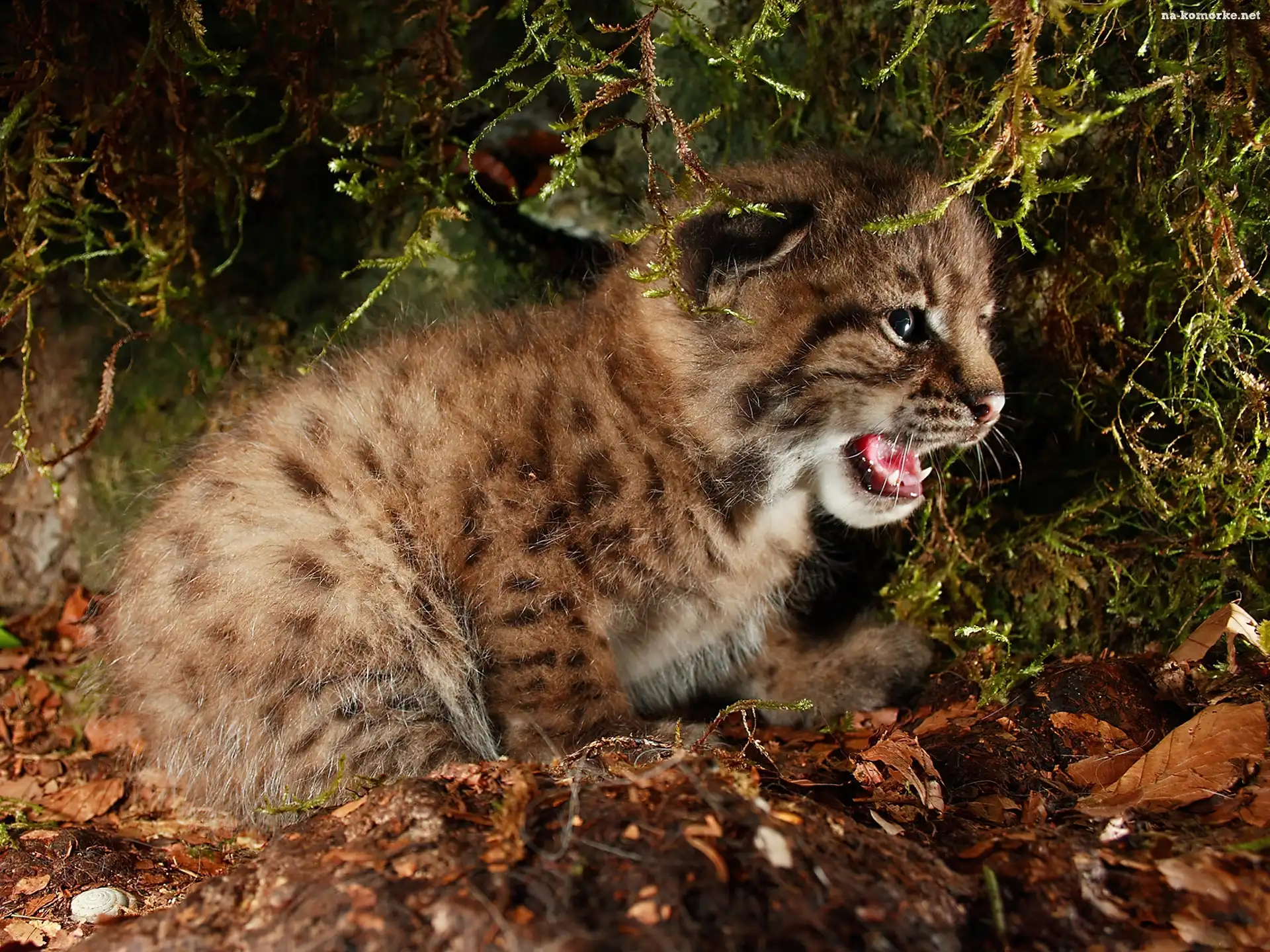 Gepard