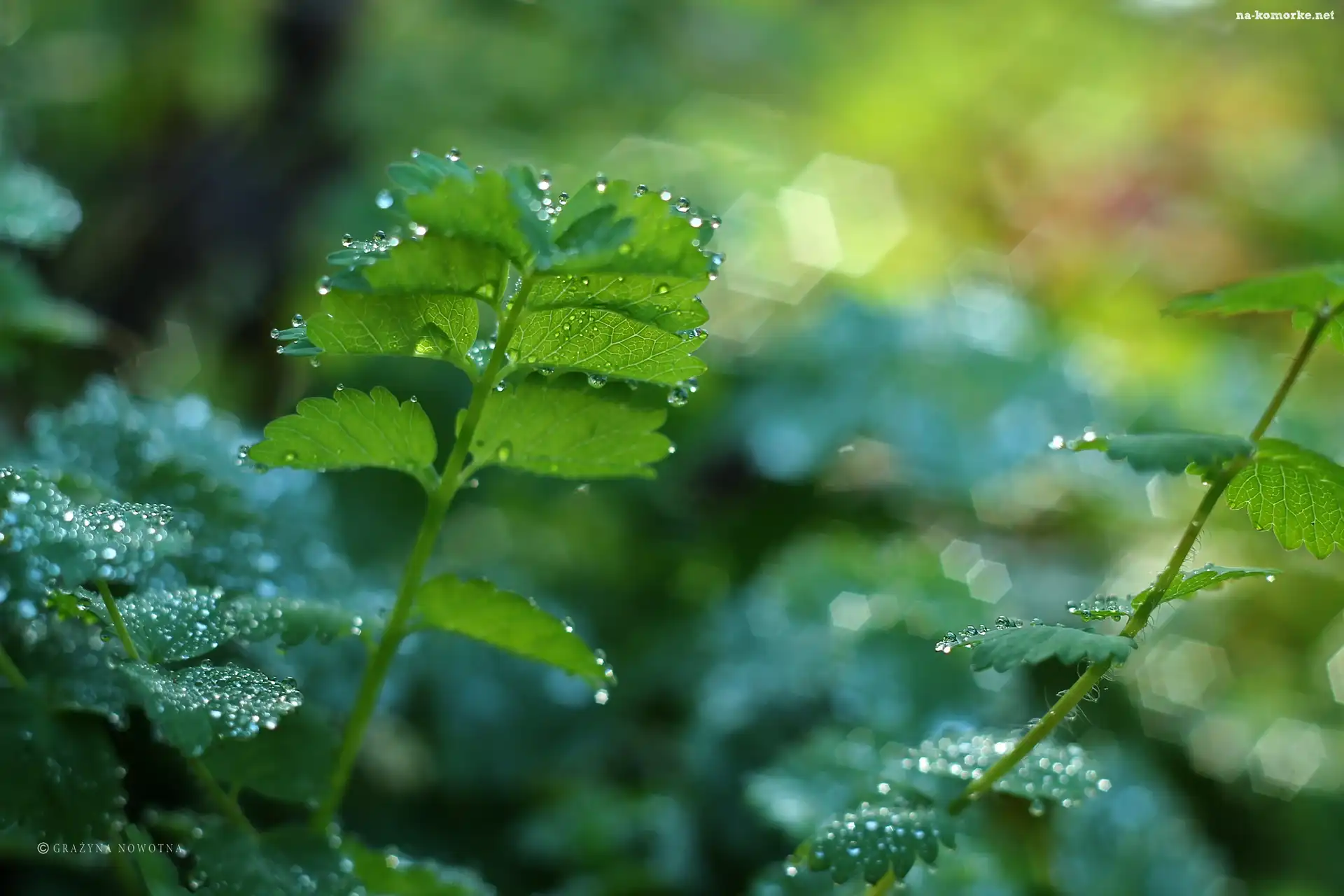 Liście, Bokeh, Zielone, Krople