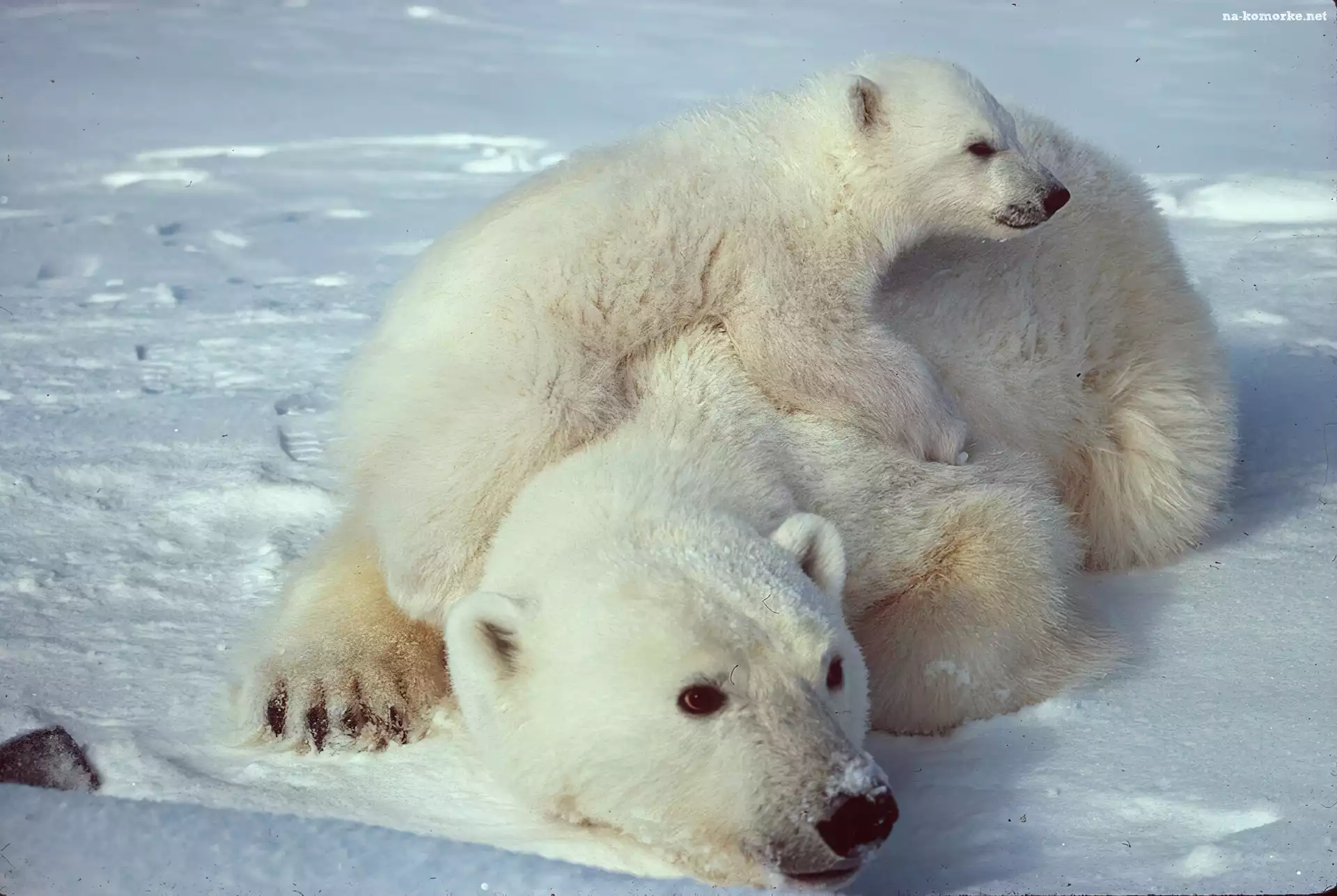 Lód, Niedźwiedź, Polarny, Mama, Mały