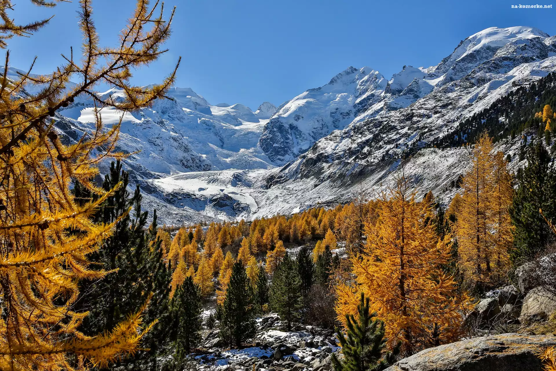 Szwajcaria, Drzewa, Śnieg, Kanton Gryzonia, Lodowiec Morteratschgletscher, Masyw Bernina, Góry Alpy Retyckie