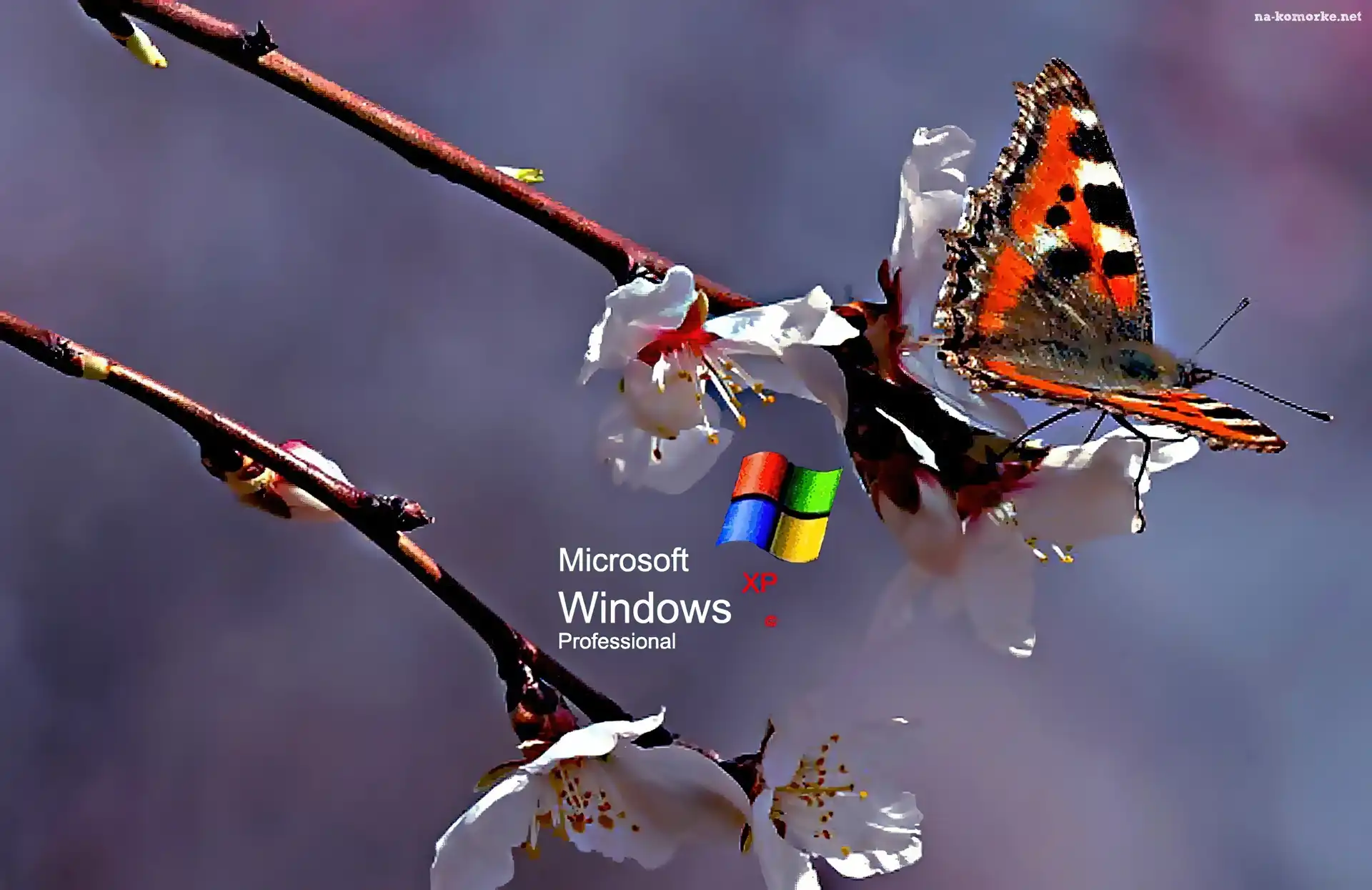 Logo XP, Motyl, Kwiat