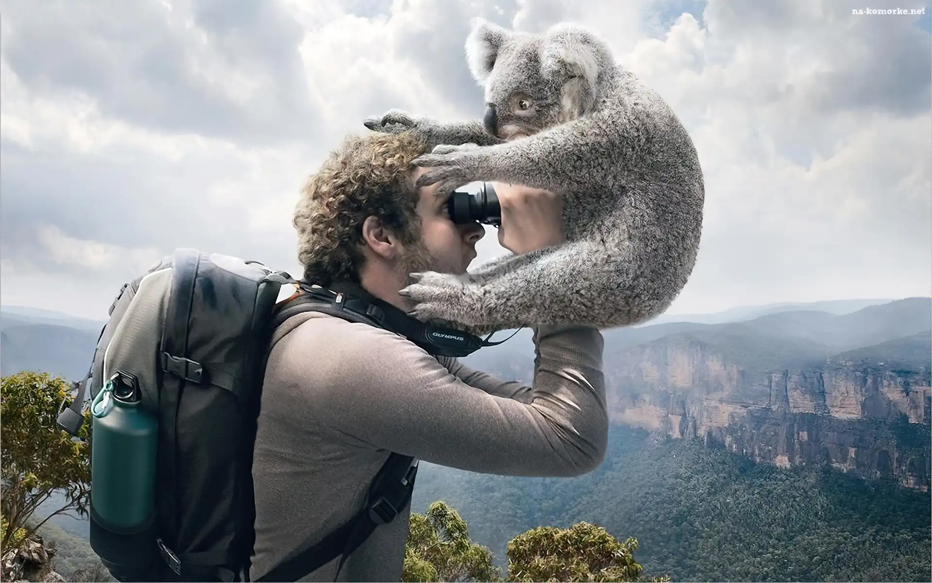 Mężczyzna, Lornetka, Koala