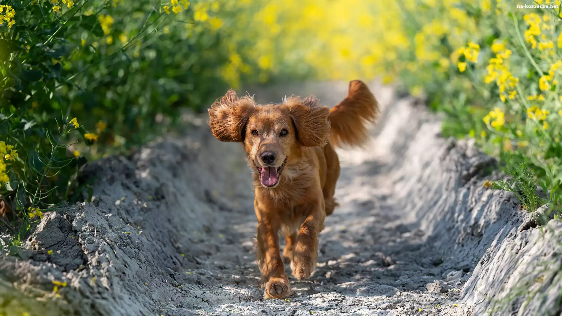 Working cocker spaniel, Łubin, Pies, Brązowy