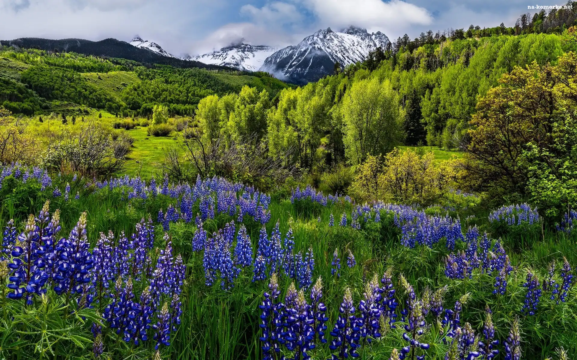 Łąka, Mount Sneffels, Łubin, San Juan Mountains, Góry, Kolorado, Stany Zjednoczone, Drzewa, Kwiaty