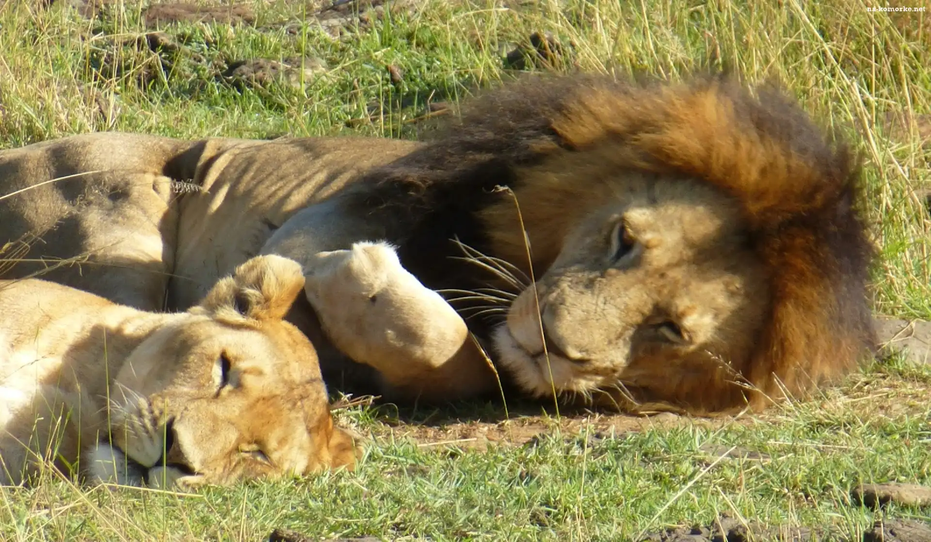Lwy, Safari
