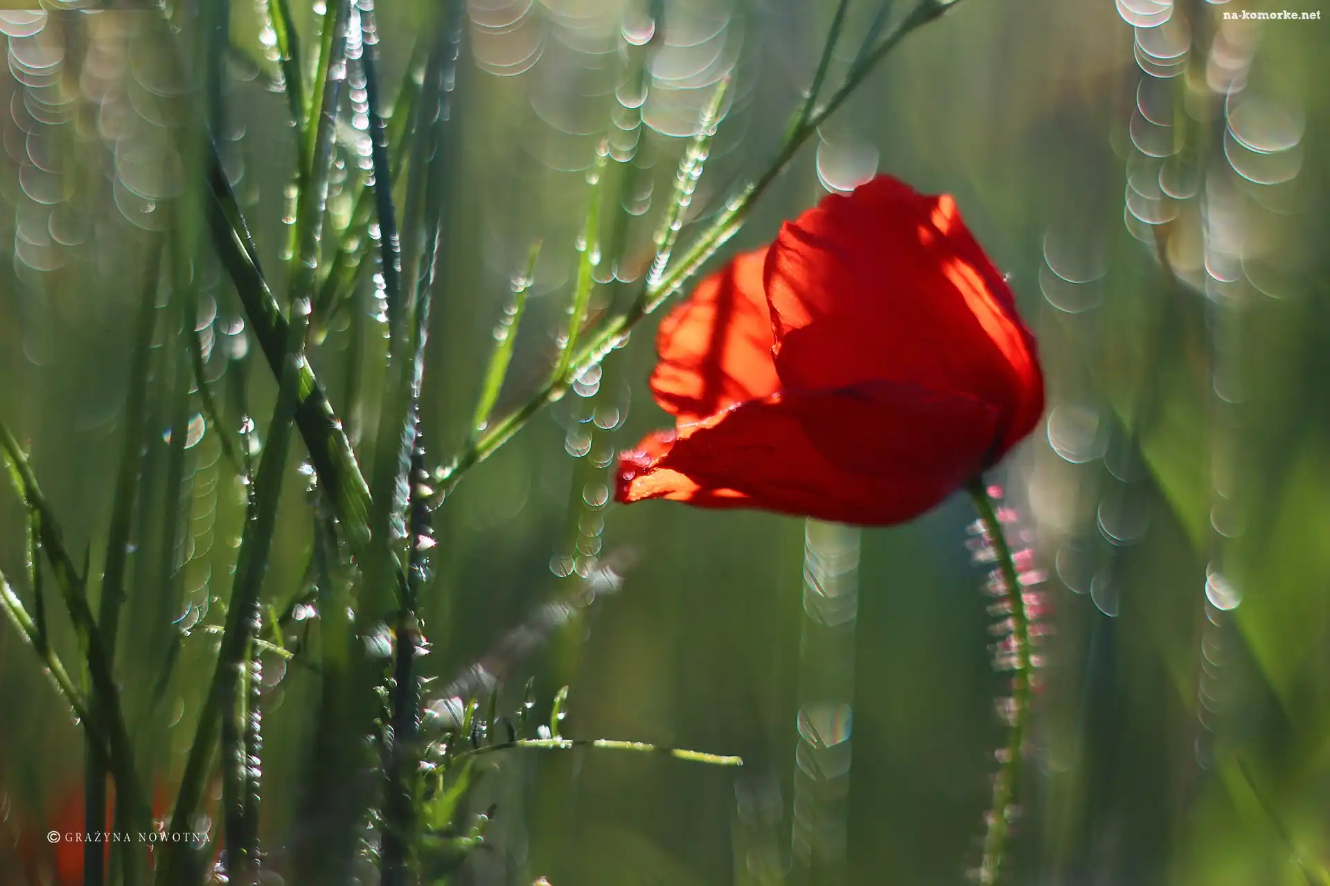 Maczek, Bokeh, W, Zbożu