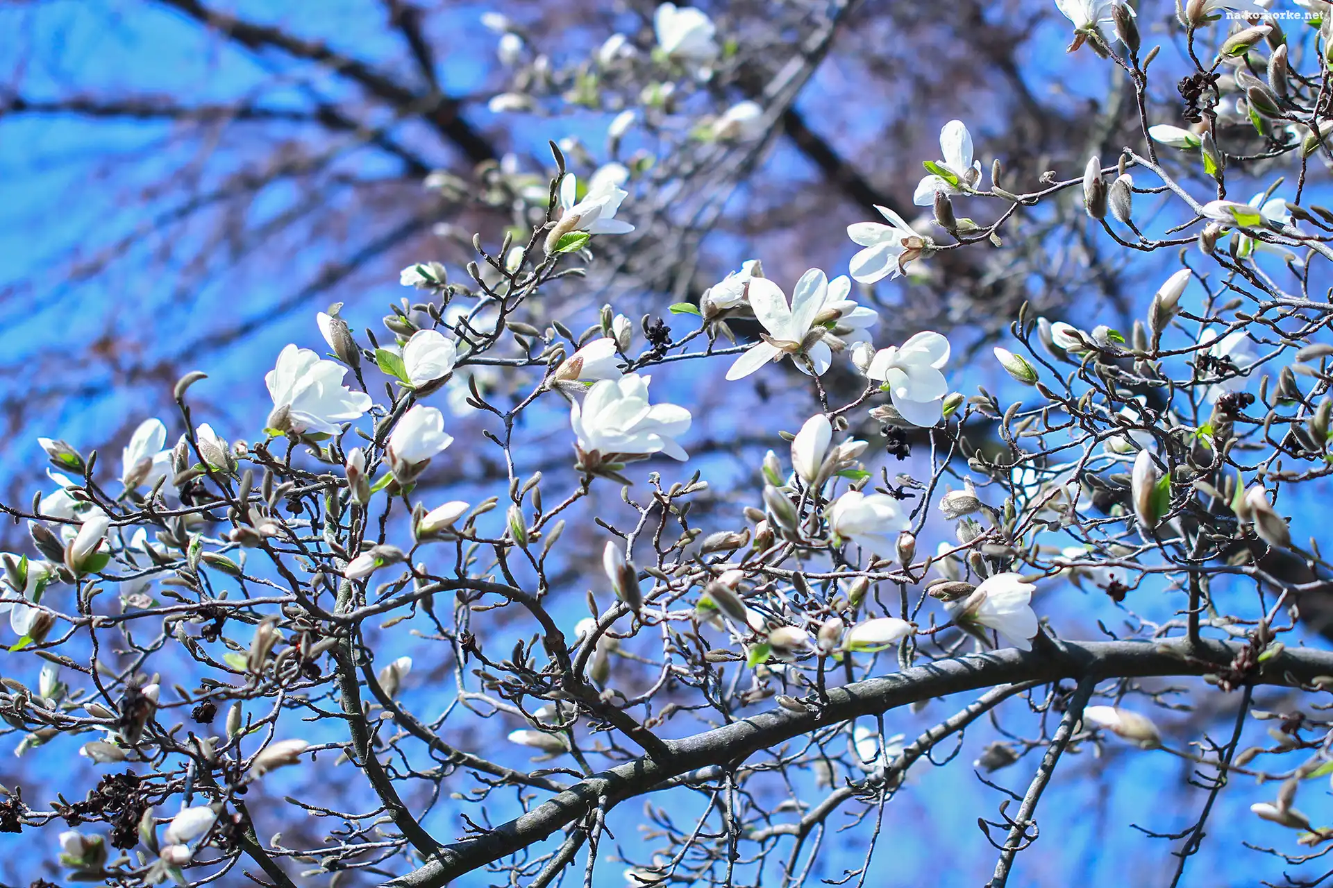 Magnolia, Kwiaty, Biała, Krzew