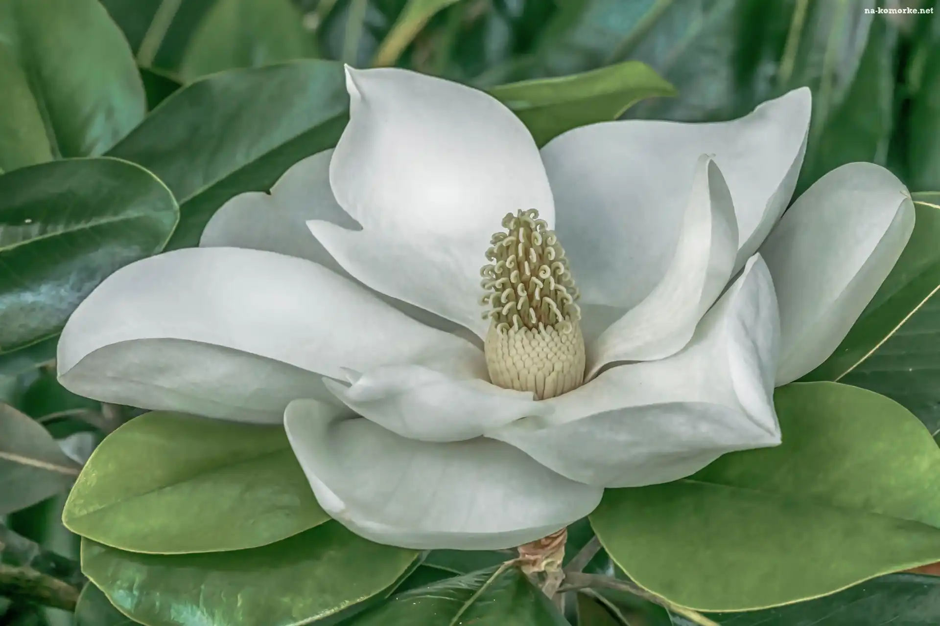 Biała, Magnolia wielkokwiatowa