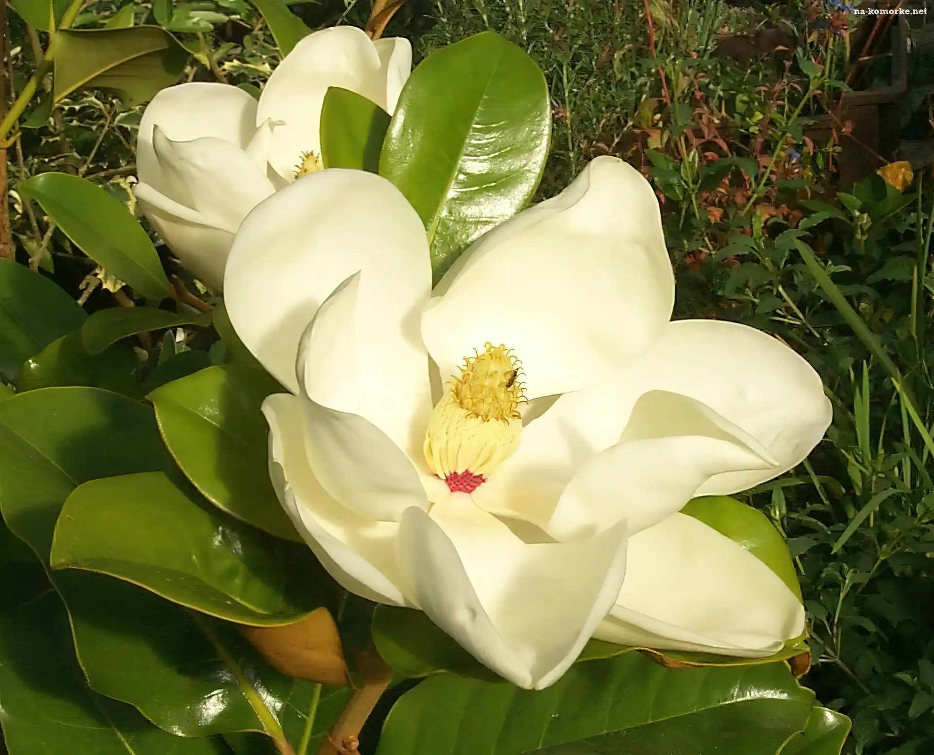 Biała, Magnolia, Wielkokwiatowa