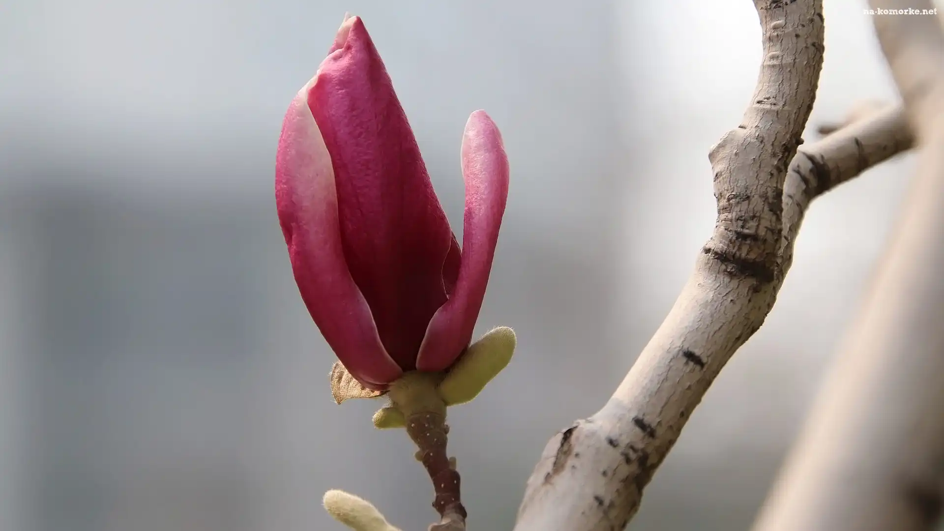 Kwiaty, Magnolia, Gałązka