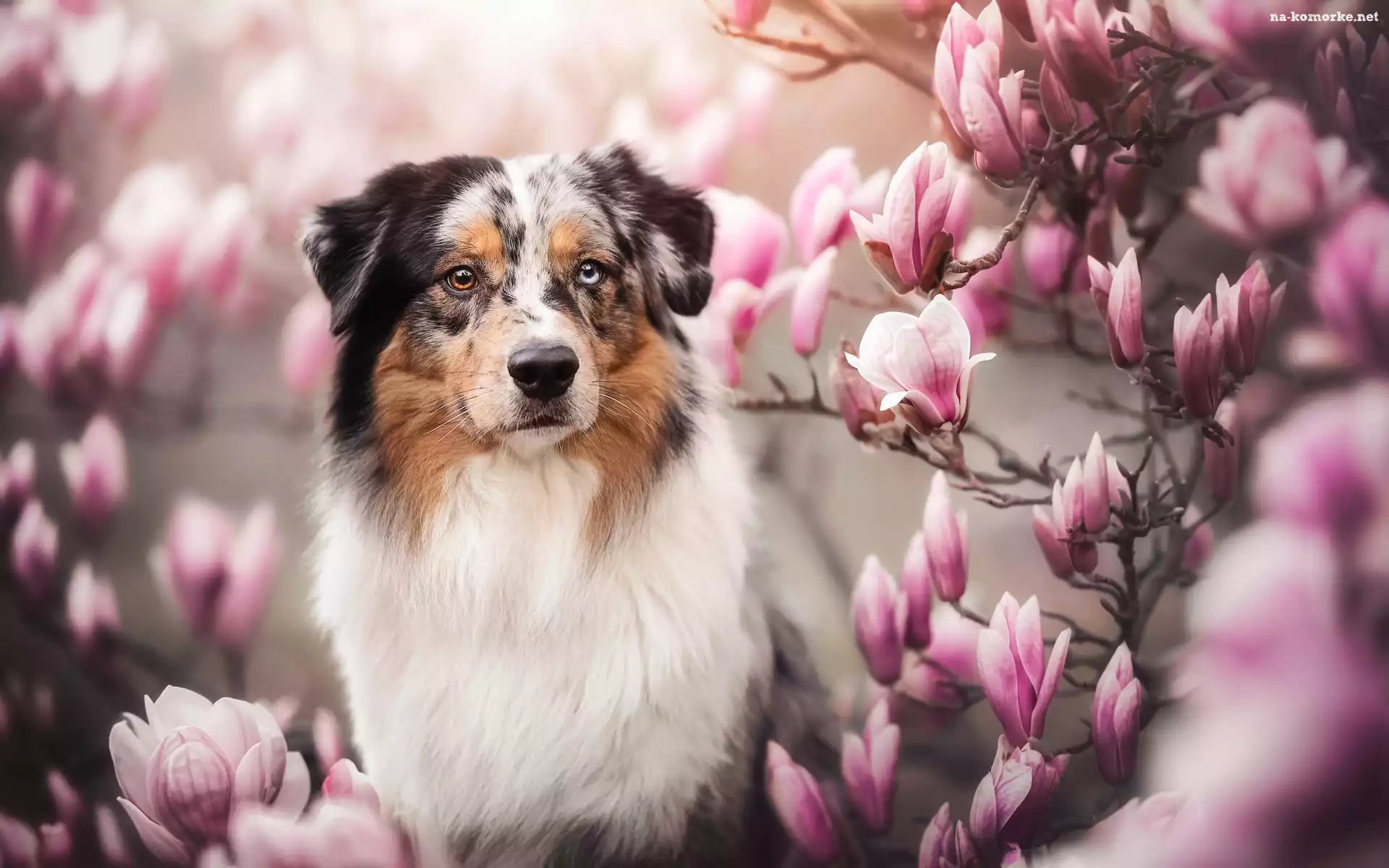 Kwiaty, Magnolia, Pies, Owczarek australijski