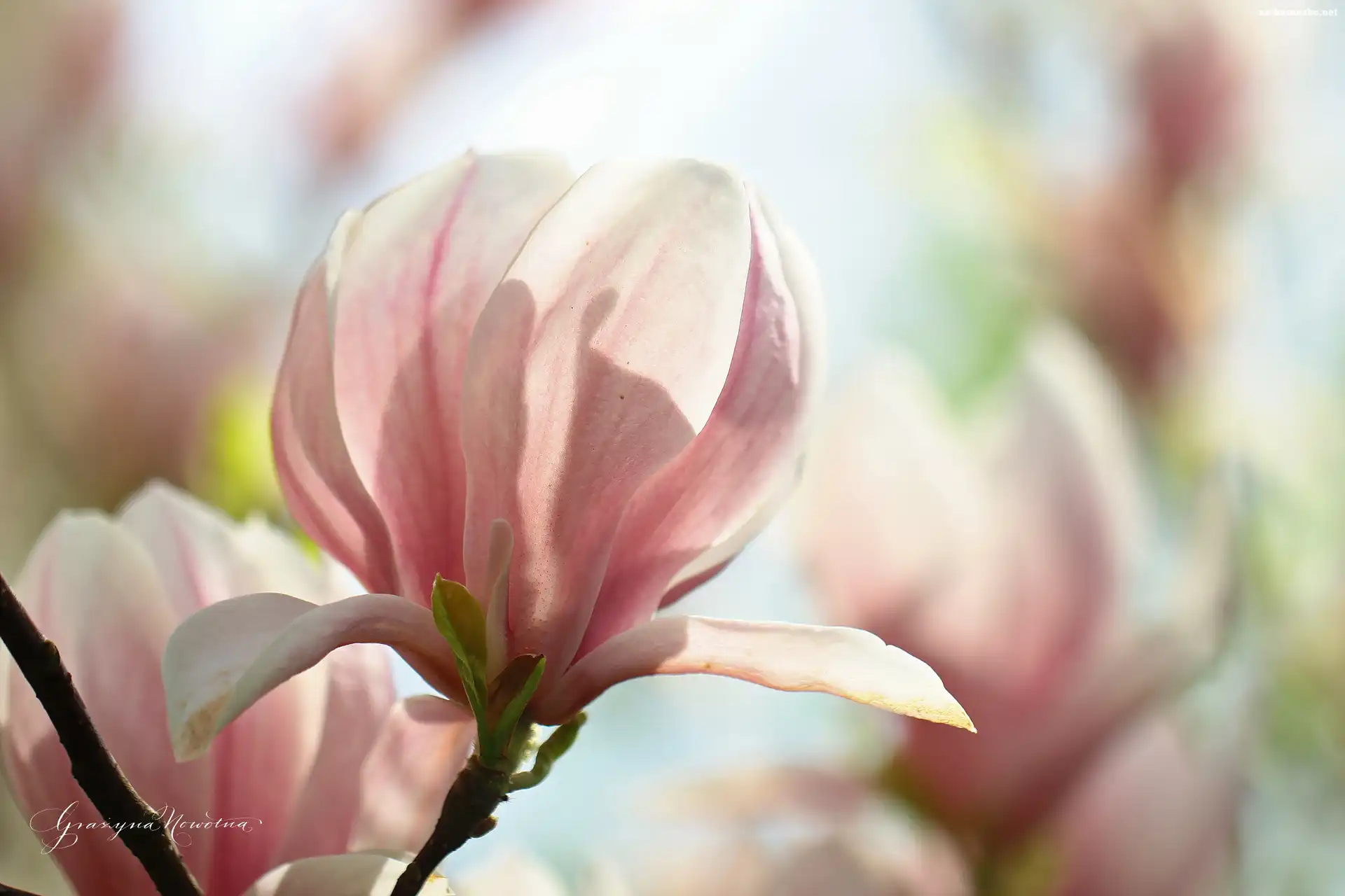 Magnolia, Krzew, Różowy, Kwiat