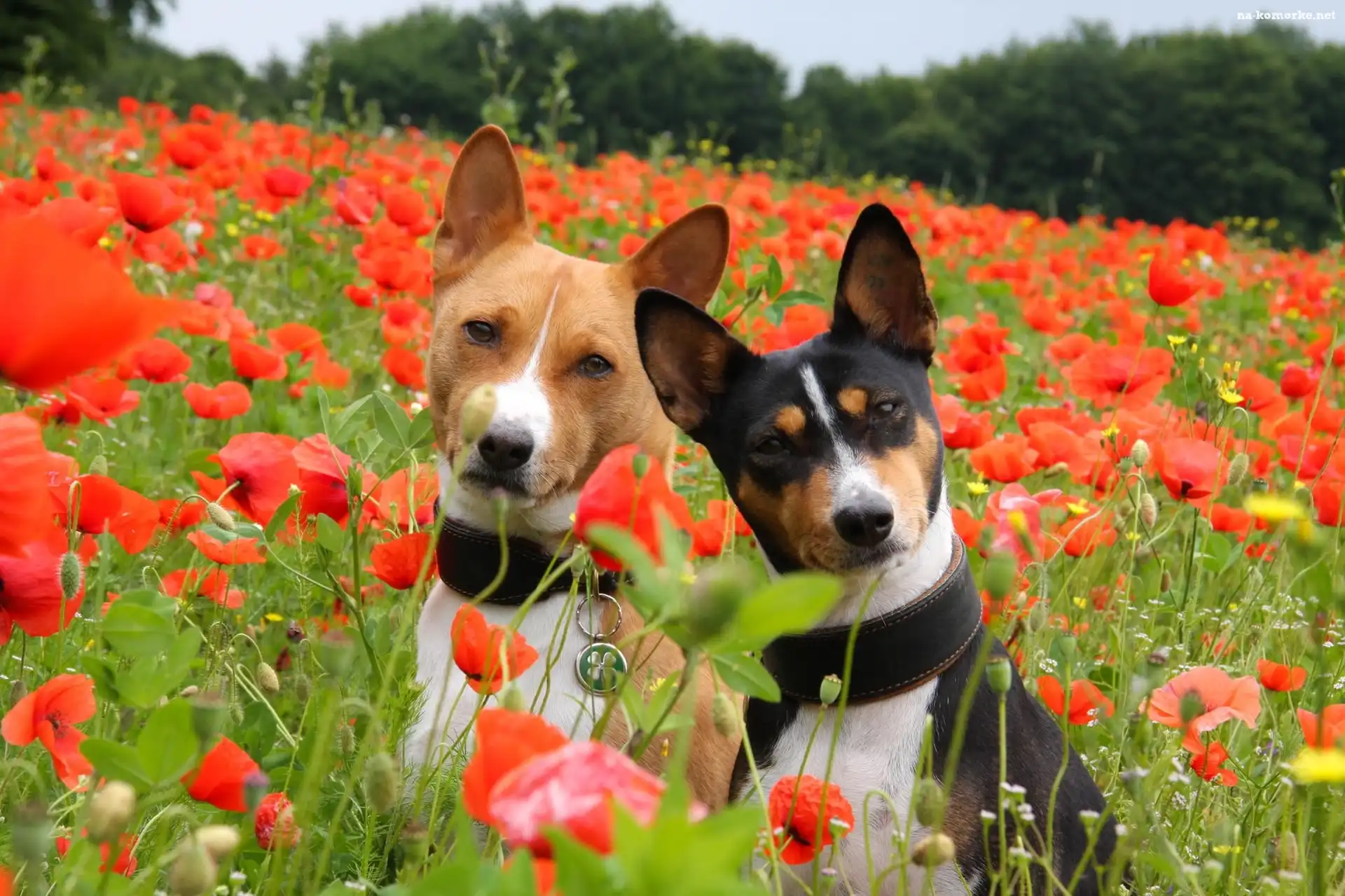 Basenji, Łąka, Maki, Dwa, Pieski