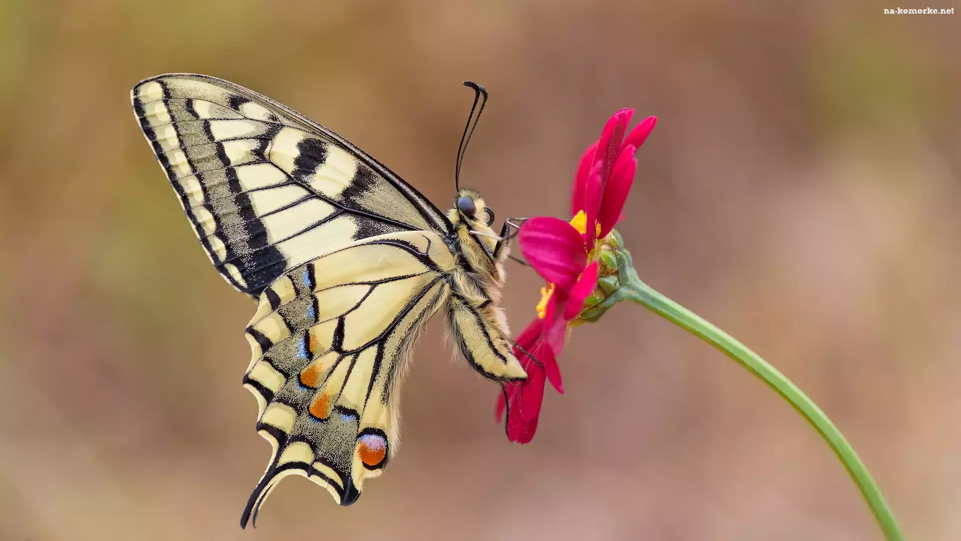 Makro, Motyl, Paź królowej, Czerwony, Kwiat